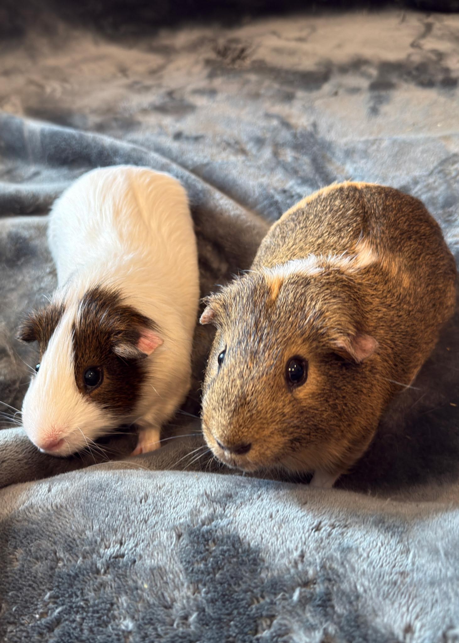 Smores and Bruno (bonded pair), Adoptable, Adult Male Short-Haired.