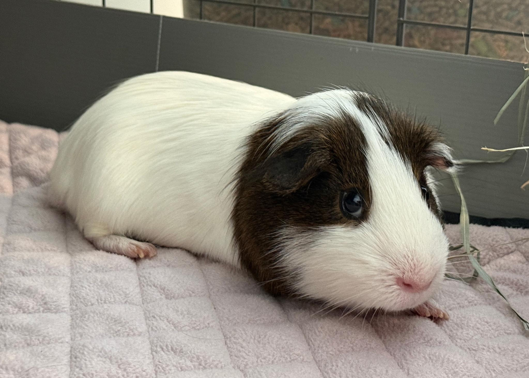 Enlarge Smores and Bruno (bonded pair), a Adoptable Short-Haired in Omaha, NE image 5/5
