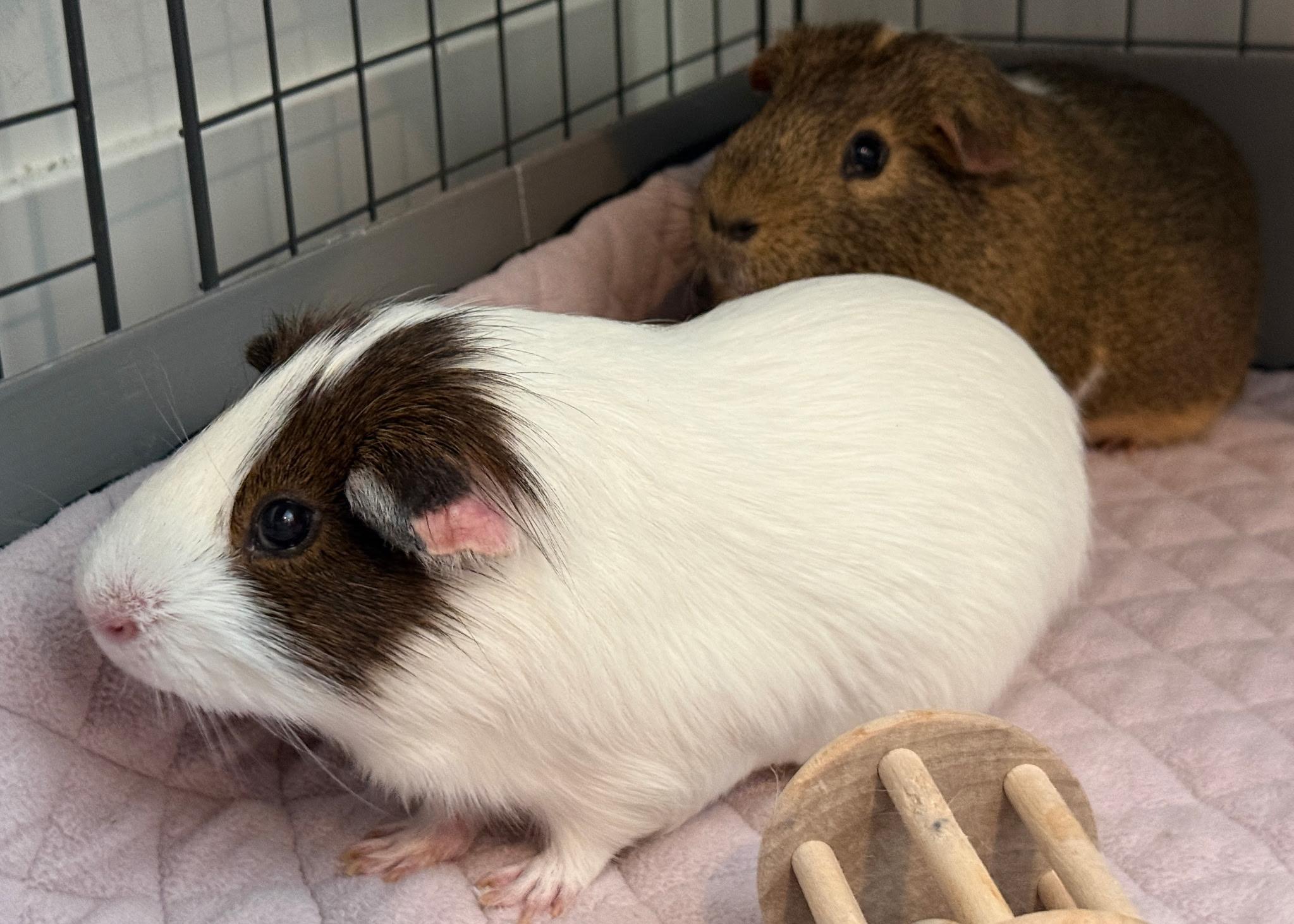 Enlarge Smores and Bruno (bonded pair), a Adoptable Short-Haired in Omaha, NE image 3/5