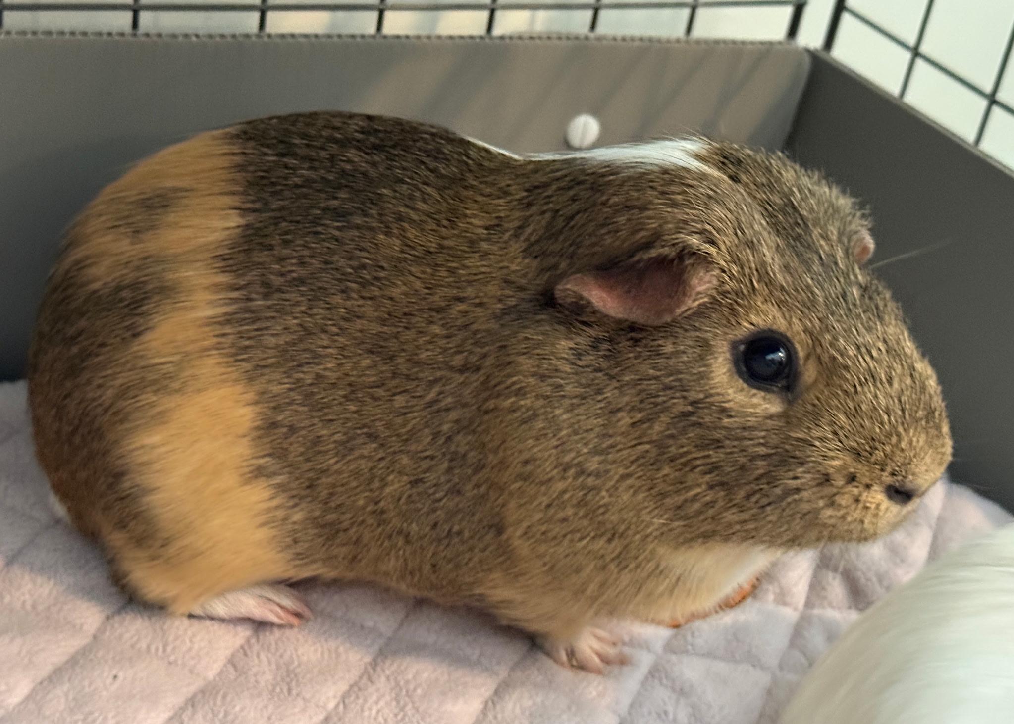 Enlarge Smores and Bruno (bonded pair), a Adoptable Short-Haired in Omaha, NE image 2/5