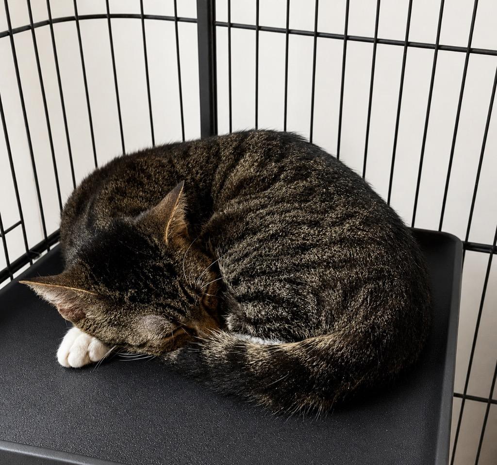 Everluvleigh, Adoptable, Young Female Domestic Short Hair.