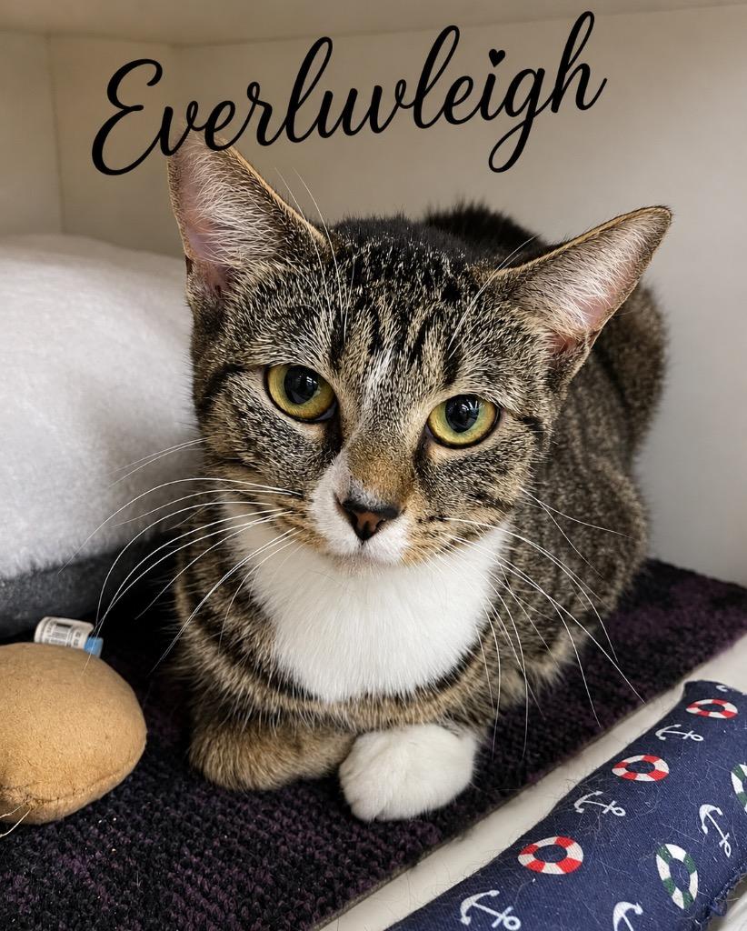 Everluvleigh, a Adoptable mixed breed in Dalton, GA image 2/2