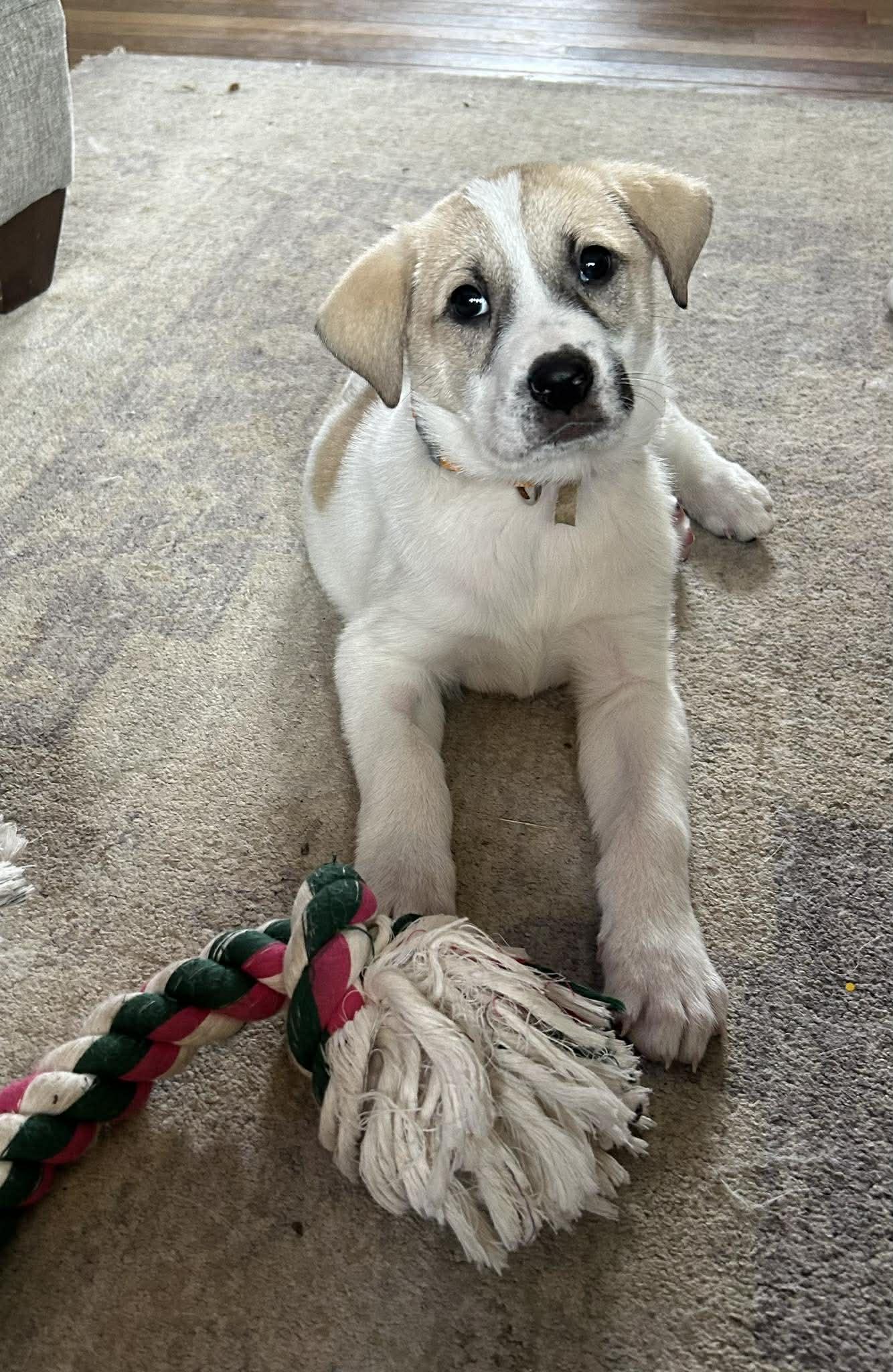 PERDITA, Adoptable, Young Female Great Pyrenees.