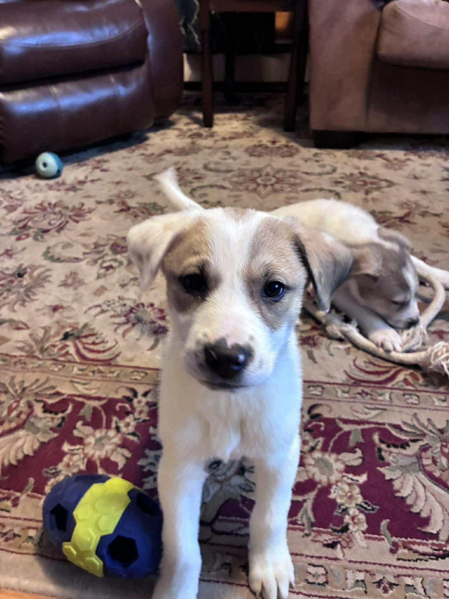 PERDITA, a Adoptable Great Pyrenees in Pomfret Center, CT image 2/3