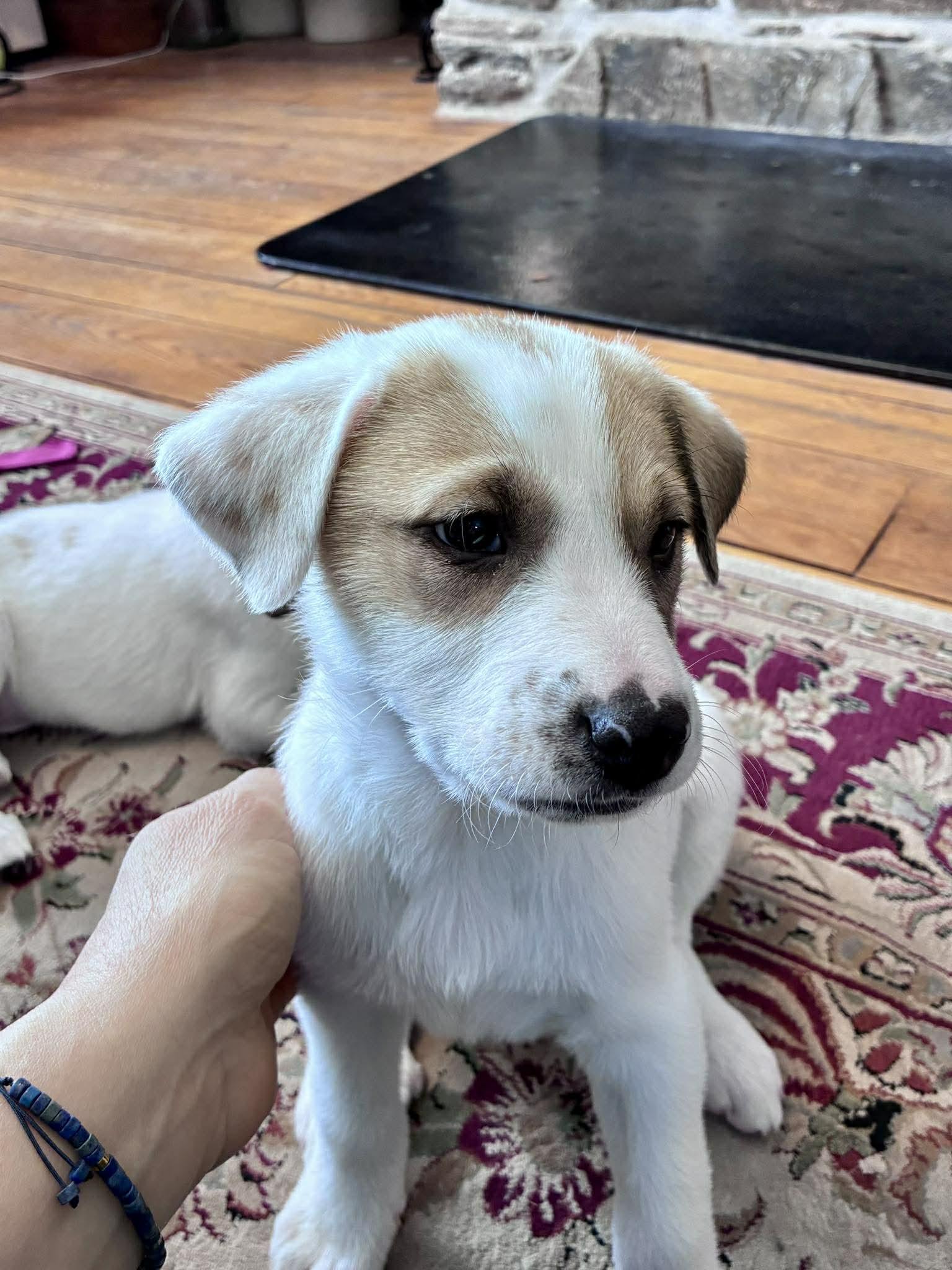 PERDITA, a Adoptable Great Pyrenees in Pomfret Center, CT image 3/3