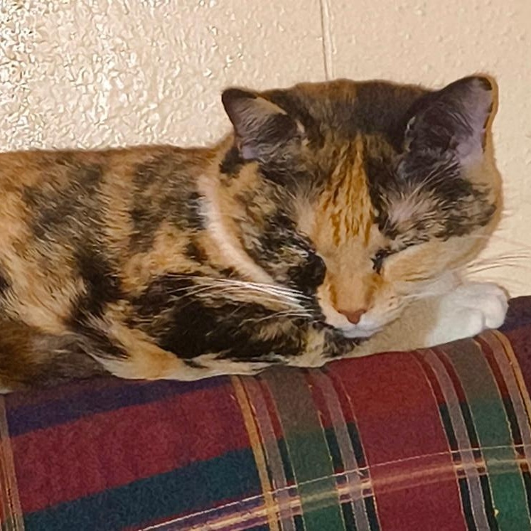 Artemis, a ADOPTABLE Domestic Short Hair in Gastonia, NC image 2/2