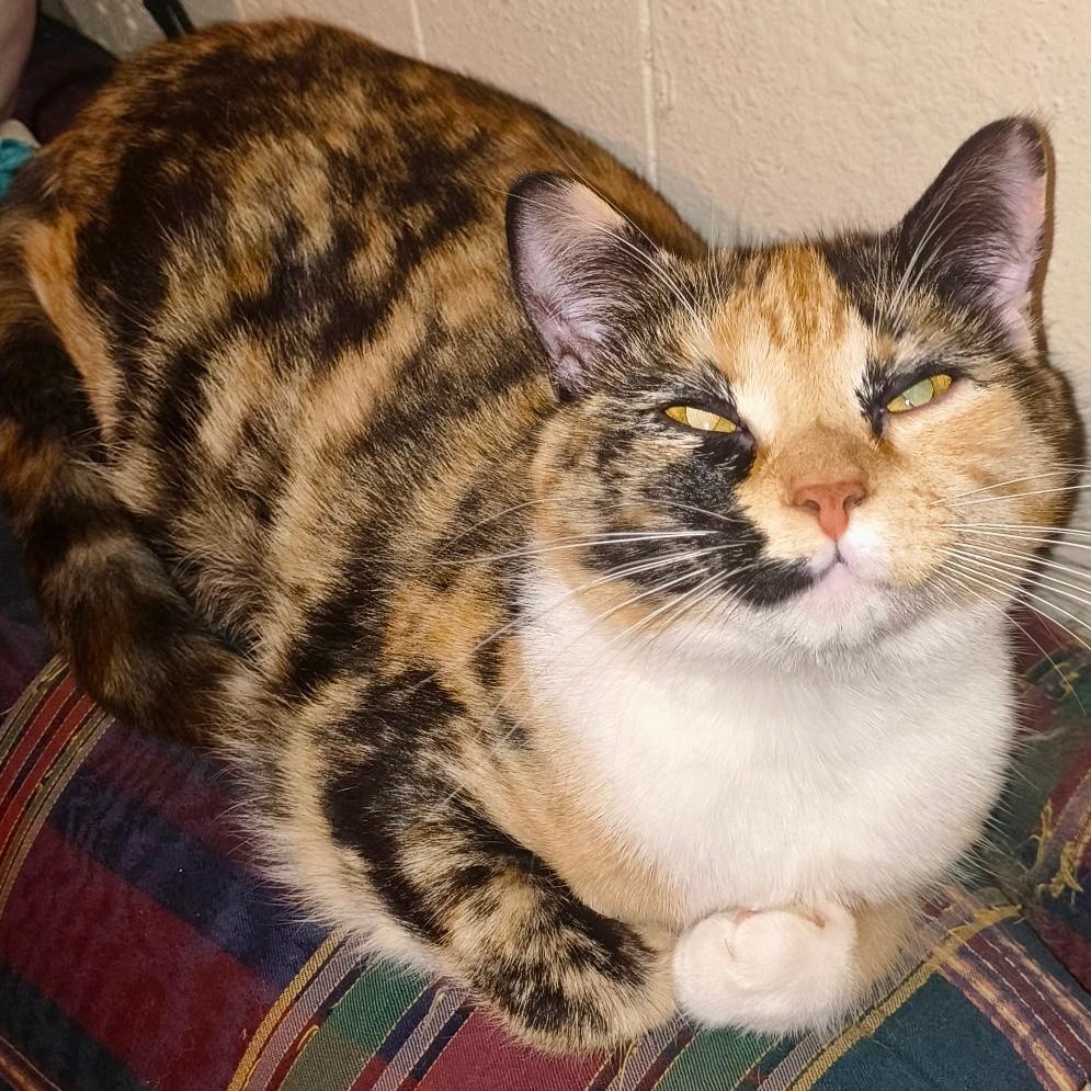 Artemis, a ADOPTABLE Domestic Short Hair in Gastonia, NC image 1/2