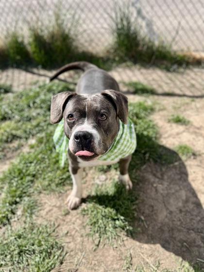 Nellie 88402 photo 2