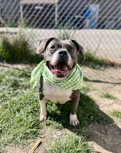 Nellie 88402, Adult Female American Bully