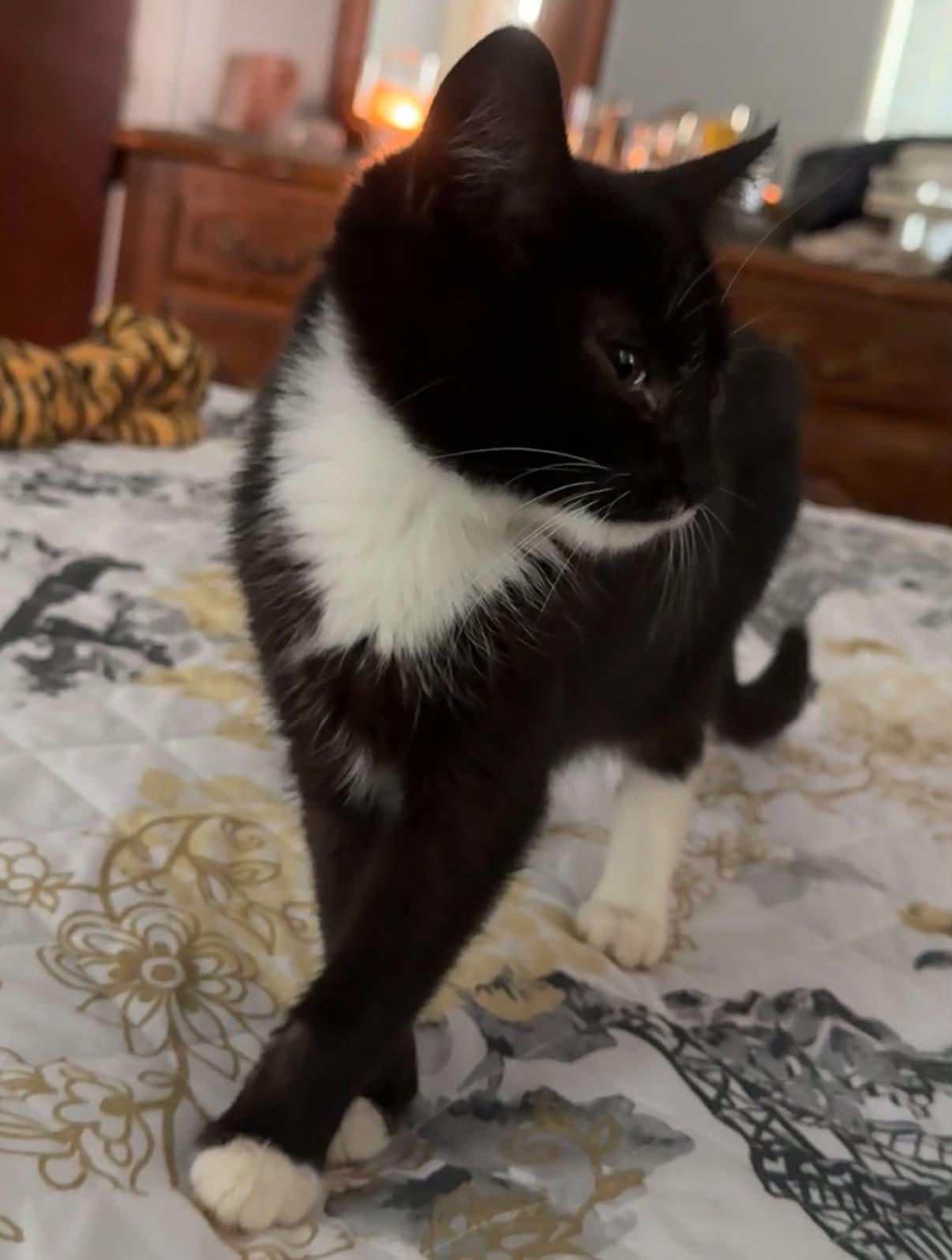 Enlarge Morticia, a Adoptable Domestic Short Hair in Stockbridge, GA image 1/2