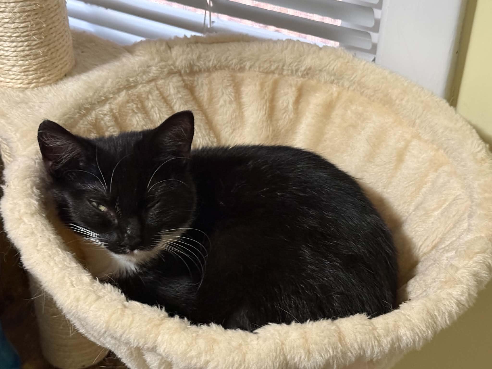 Enlarge Morticia, a Adoptable Domestic Short Hair in Stockbridge, GA image 2/2