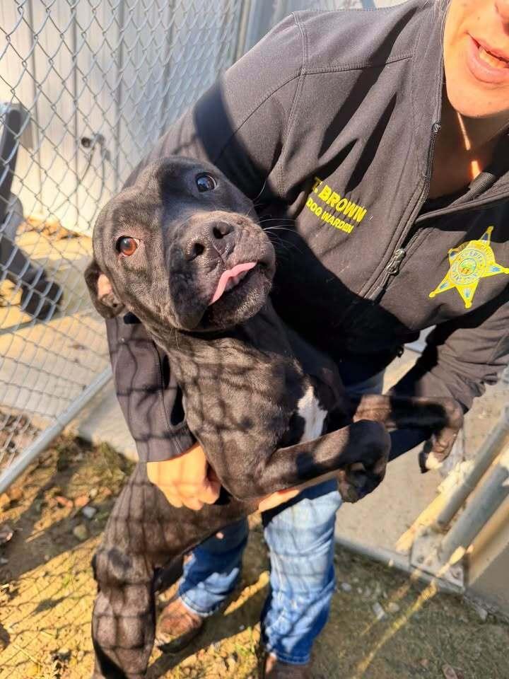 Enlarge Honey, a Adoptable Pit Bull Terrier in Hillsboro, OH image 1/2