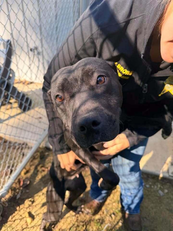 Enlarge Honey, a Adoptable Pit Bull Terrier in Hillsboro, OH image 2/2