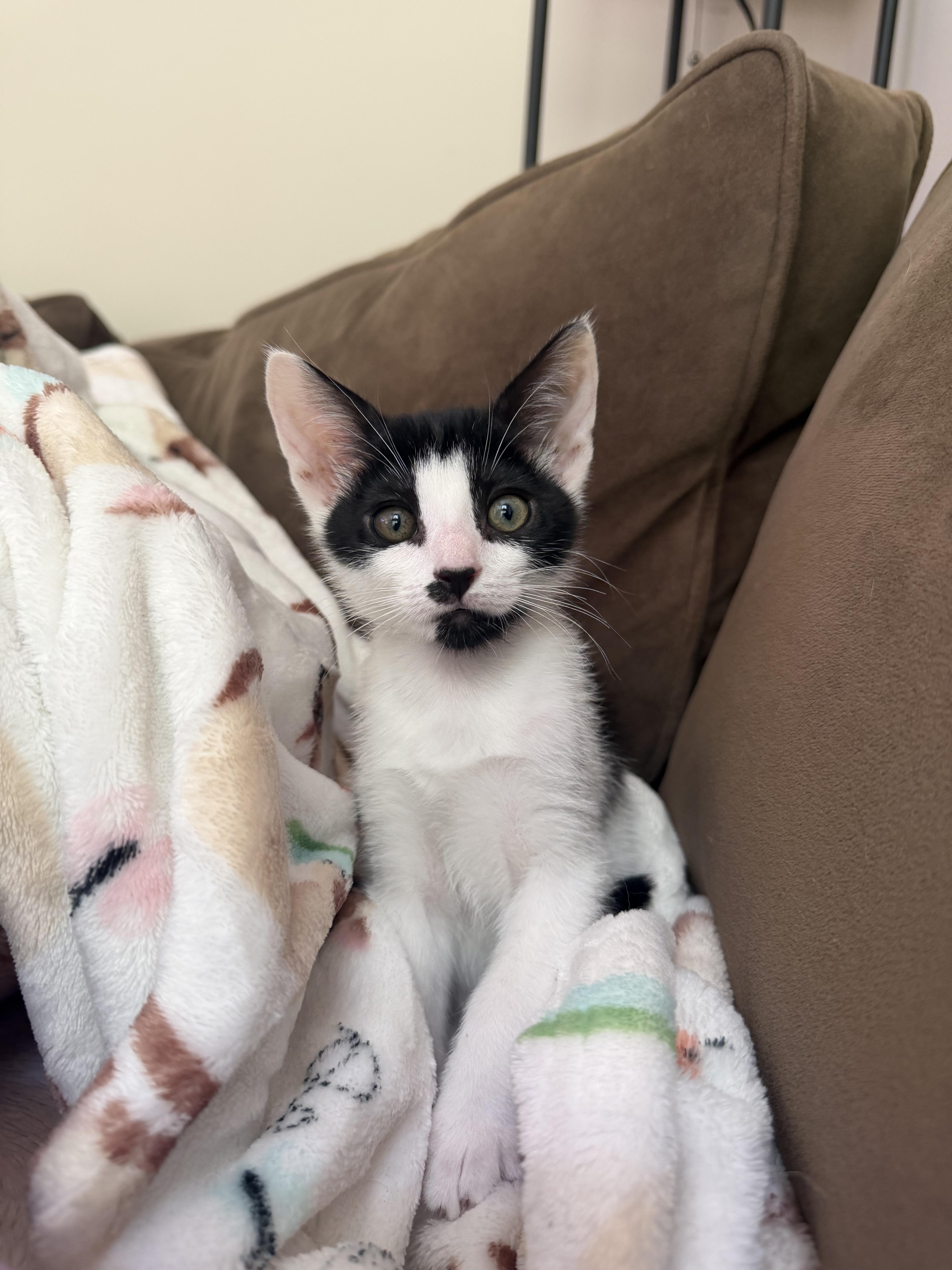 Bramble, an adopted Domestic Short Hair in Duluth, GA image 3/3