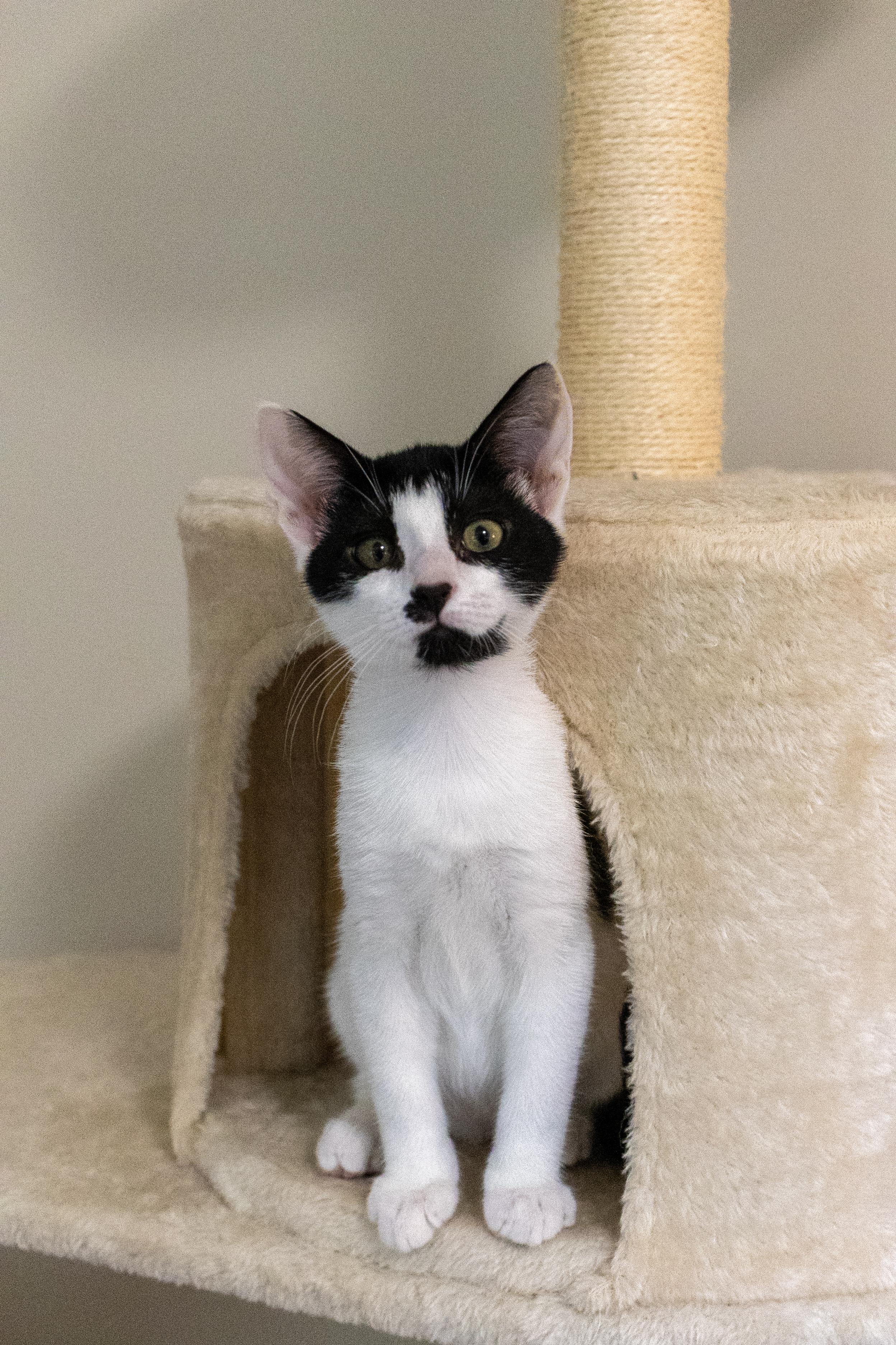 Bramble, adopted, Kitten Female Domestic Short Hair.