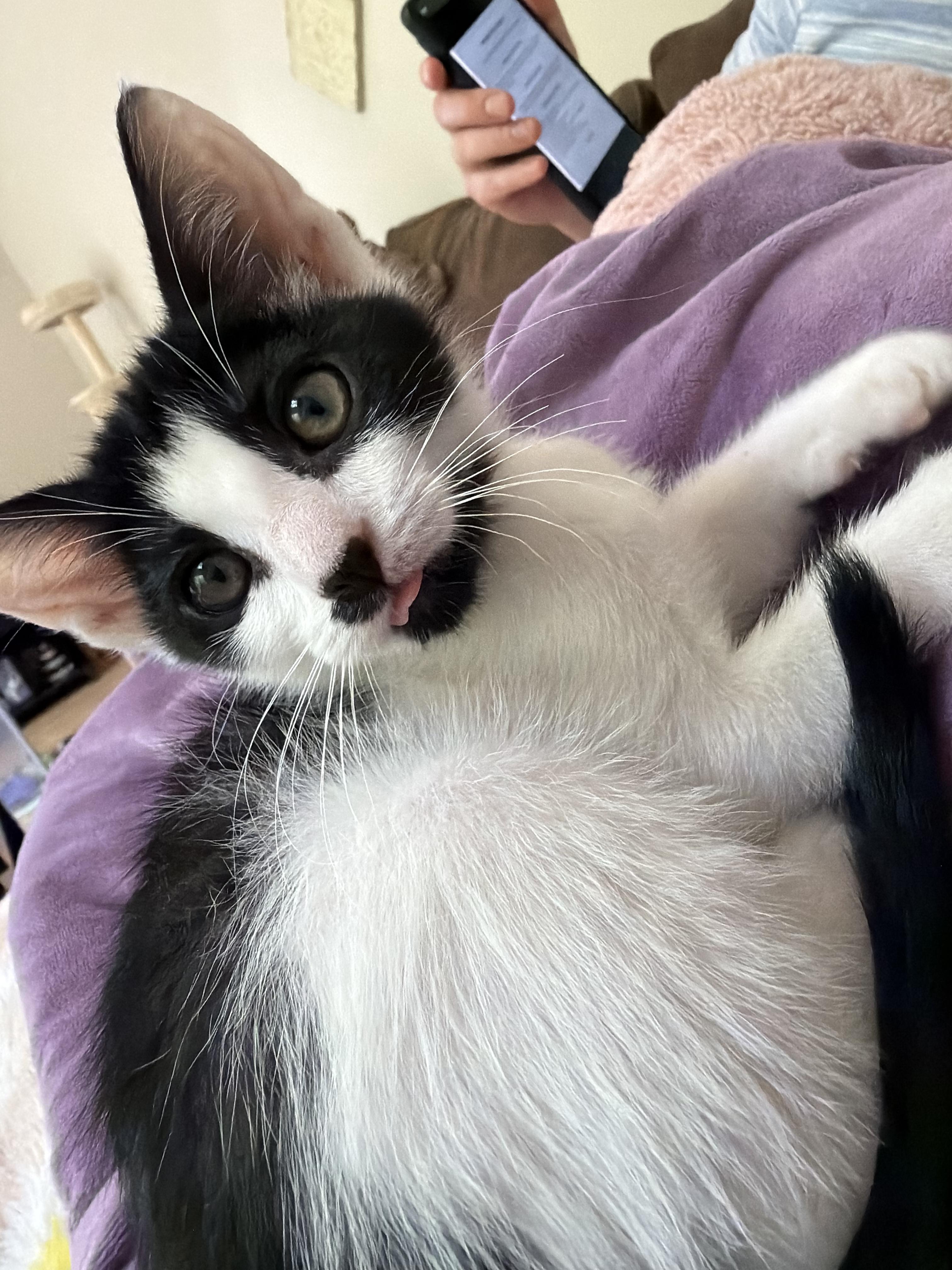 Bramble, an adopted Domestic Short Hair in Duluth, GA image 2/3