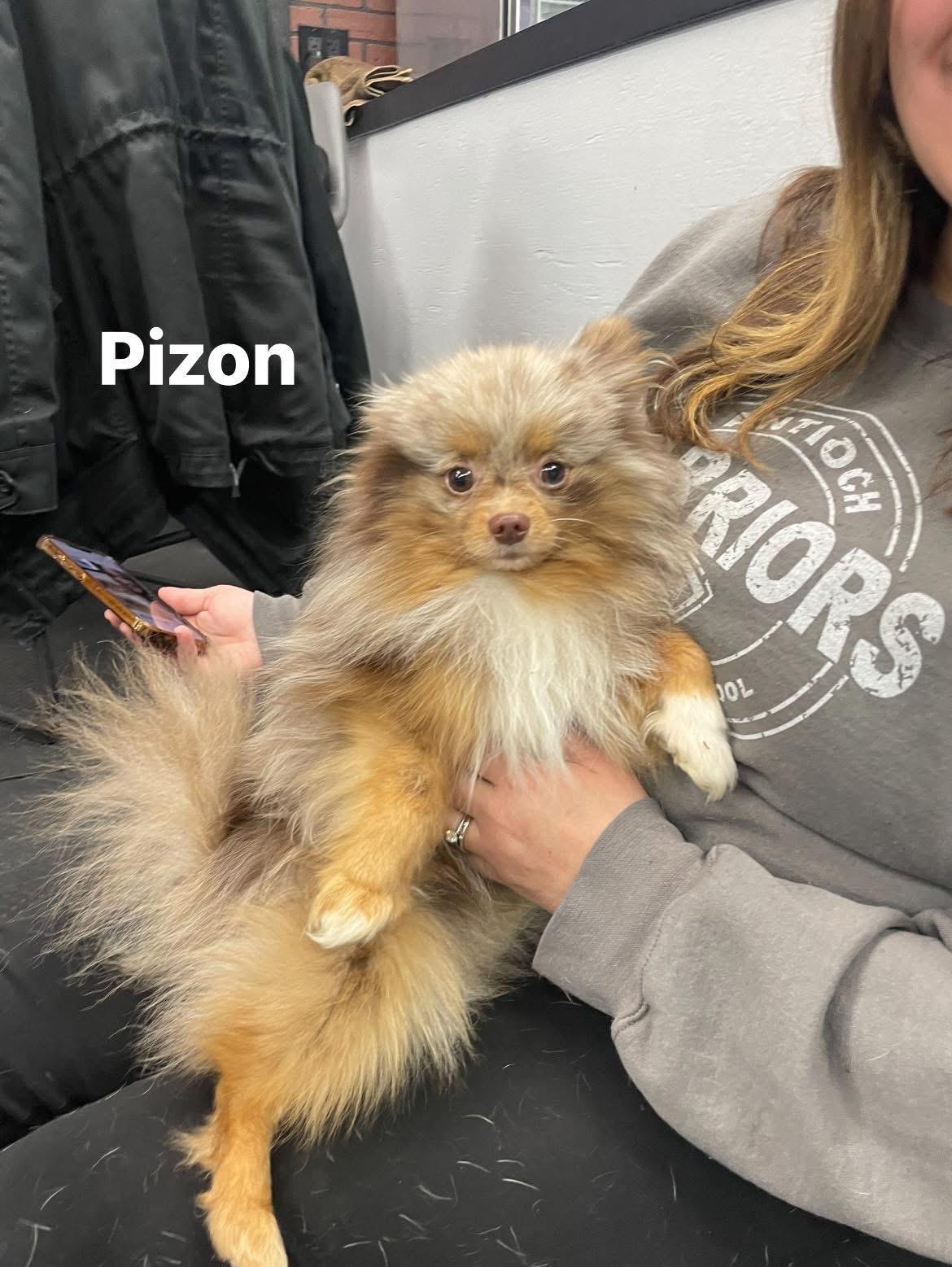Enlarge Pizon, an adoptable Pomeranian in Vernon Hills, IL image 1/1