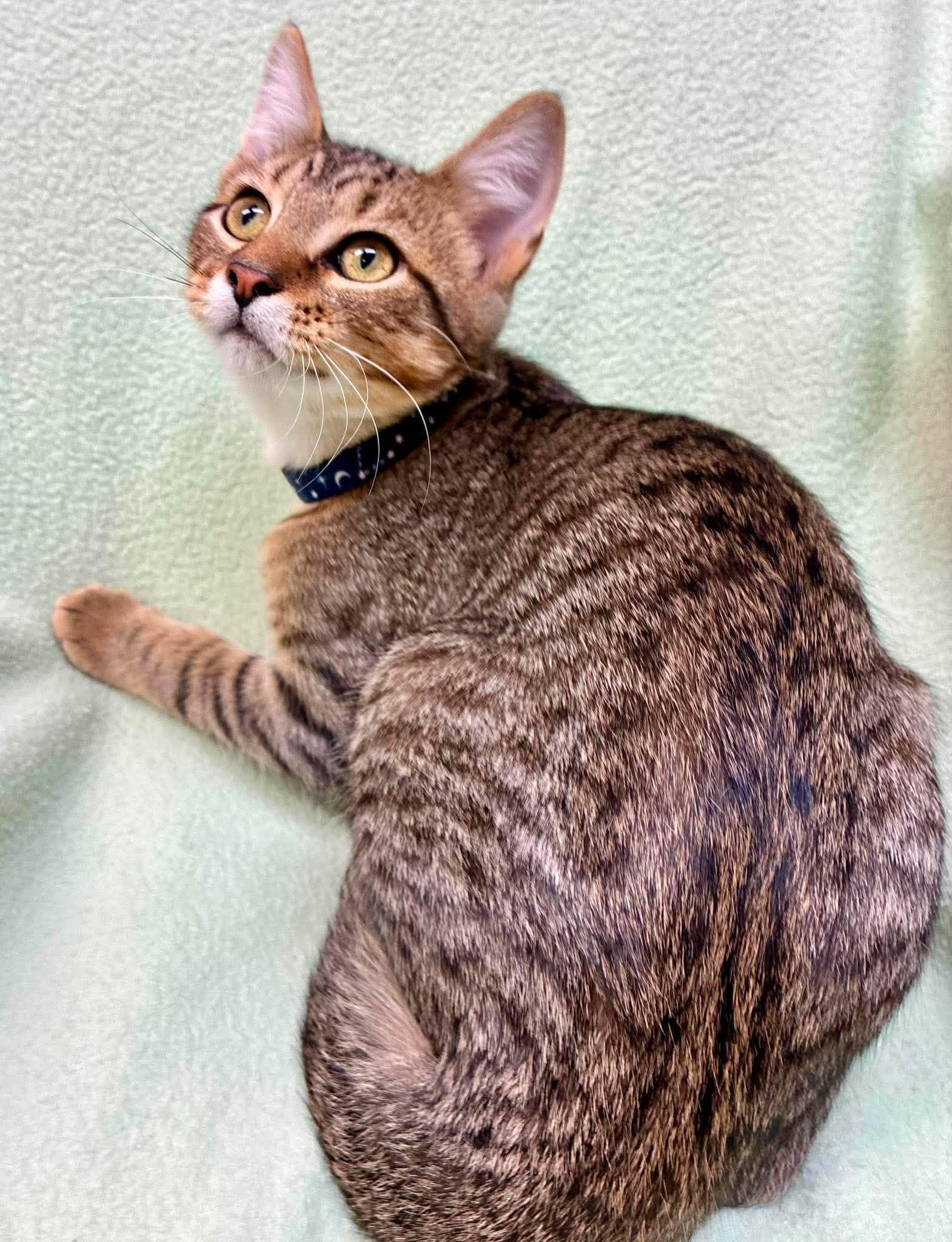 Kosher, a ADOPTABLE Domestic Short Hair in Alexandria, MN image 2/2