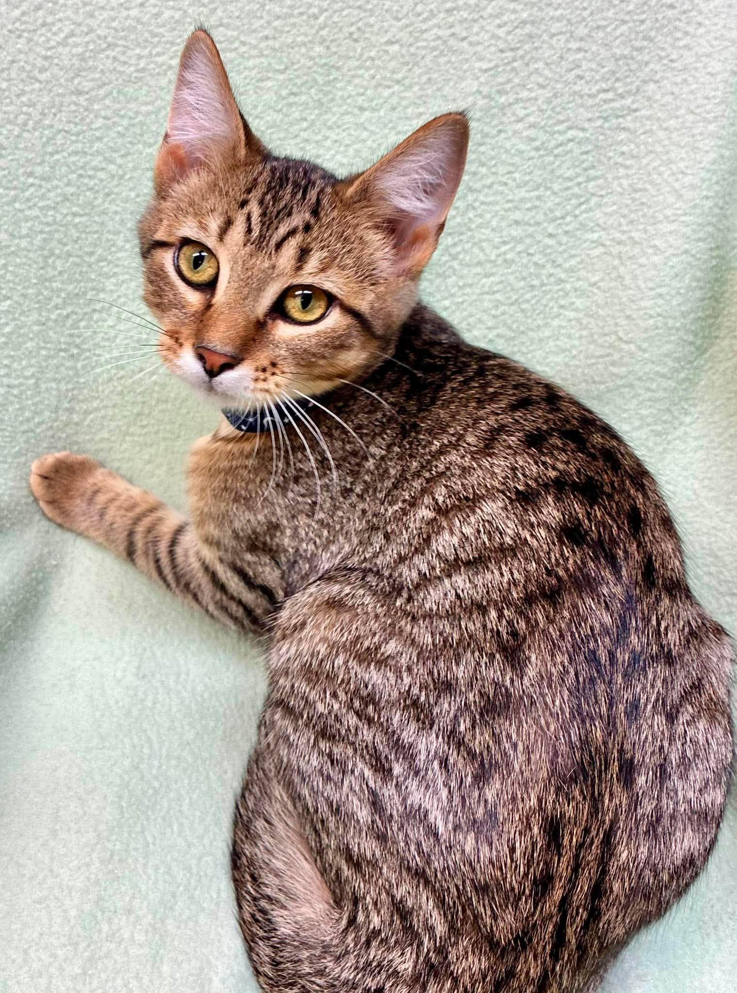 Kosher, ADOPTABLE, Kitten Male Domestic Short Hair.