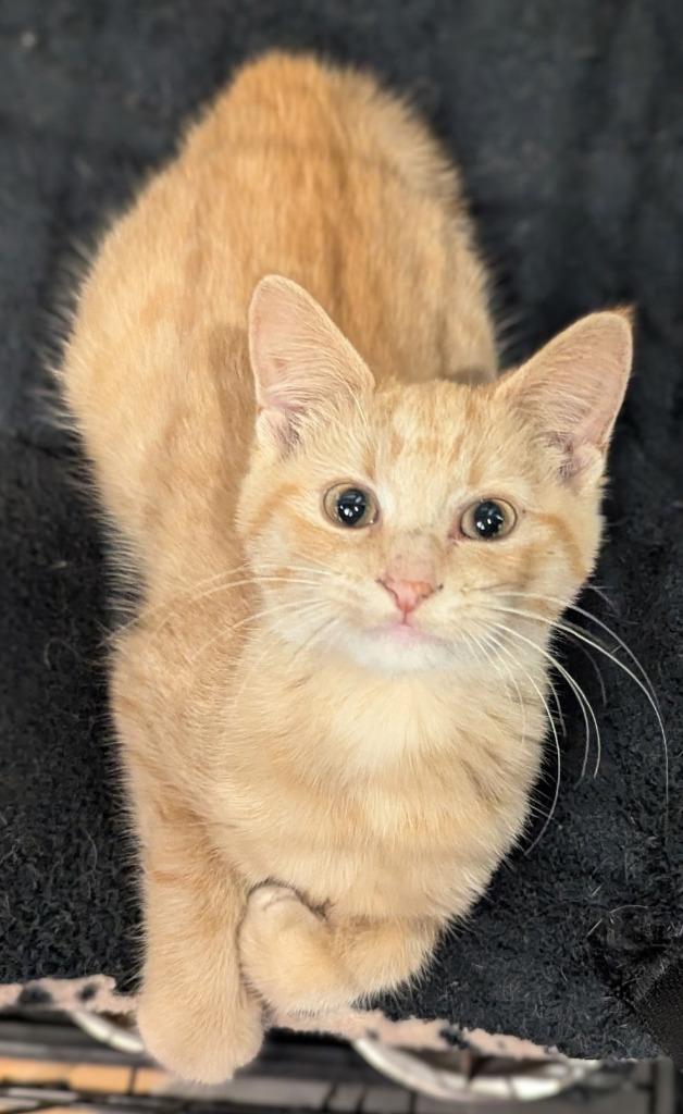 Enlarge Peaches, a Adopted mixed breed in St. Cloud, MN image 1/1