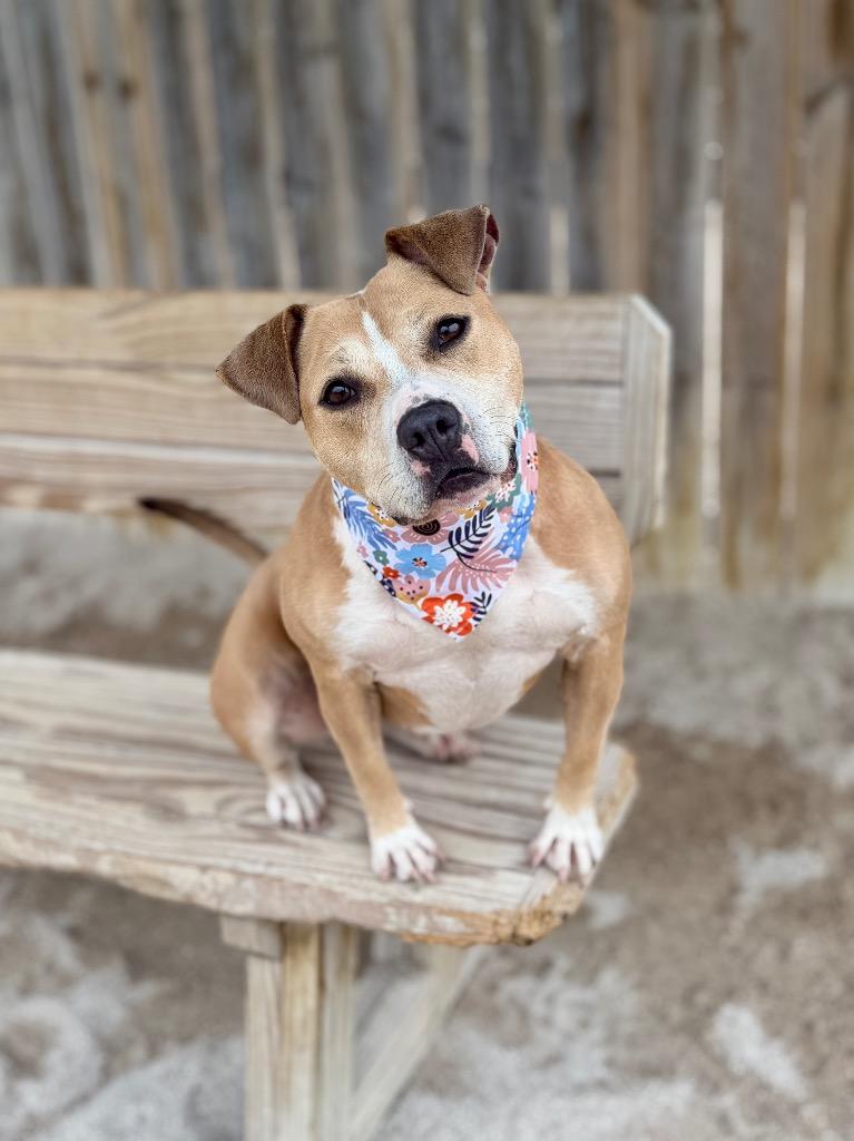 Goldie, Adoptable, Adult Female Mixed Breed.