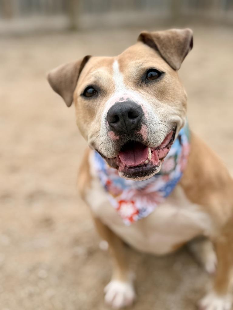 Goldie, a Adoptable Mixed Breed in Muskegon, MI image 2/3