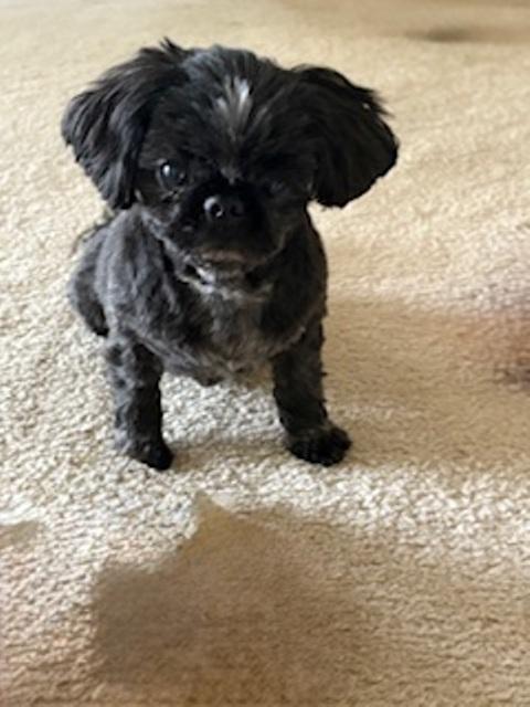 KARA, Adopted, Senior Female Shih Tzu.