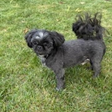 KARA, a Adopted Shih Tzu in Eden Prairie, MN image 2/2