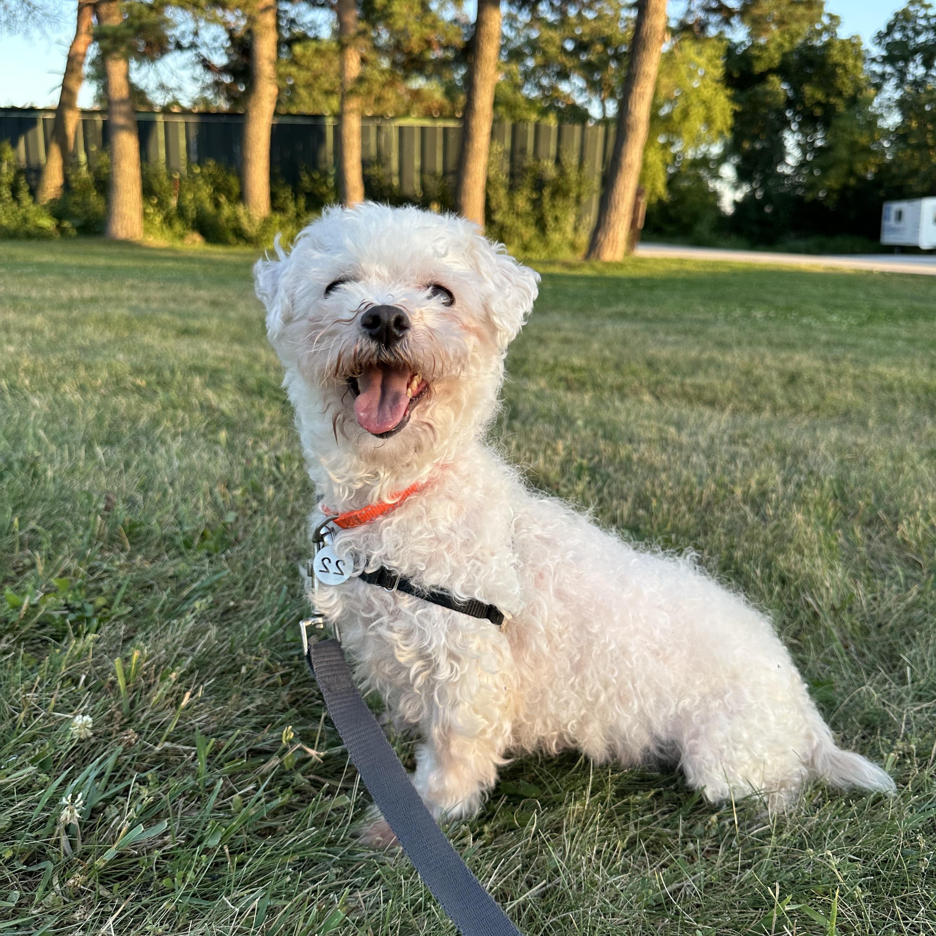 Enlarge Alva, a ADOPTABLE Maltese in Hartland, WI image 1/6