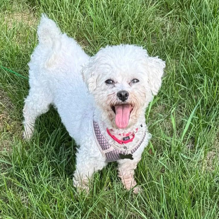 Enlarge Alva, a Adoptable Maltese in Hartland, WI image 3/6