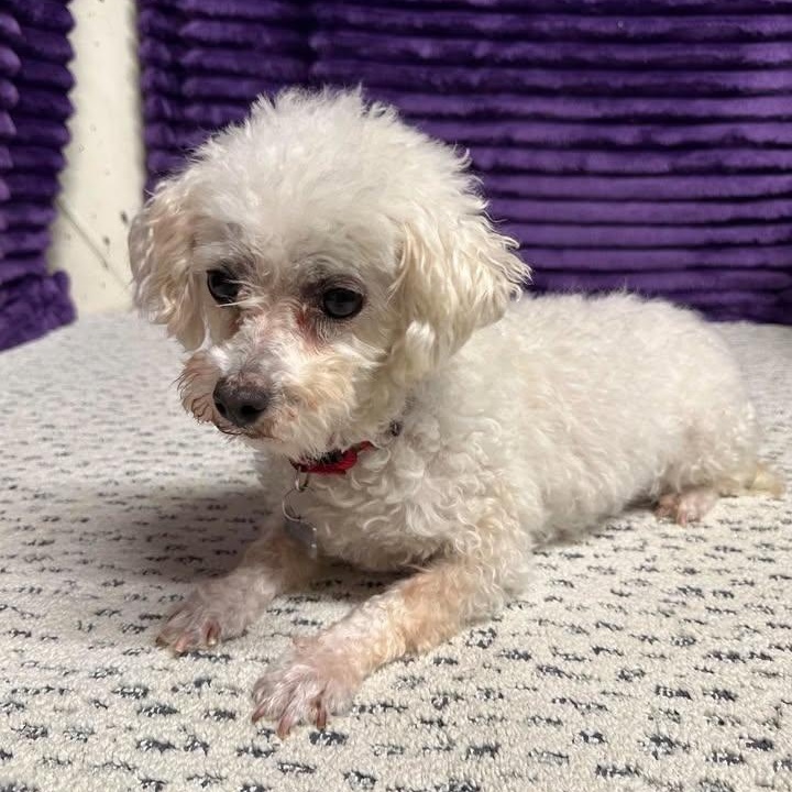 Enlarge Alva, a Adoptable Maltese in Hartland, WI image 2/6