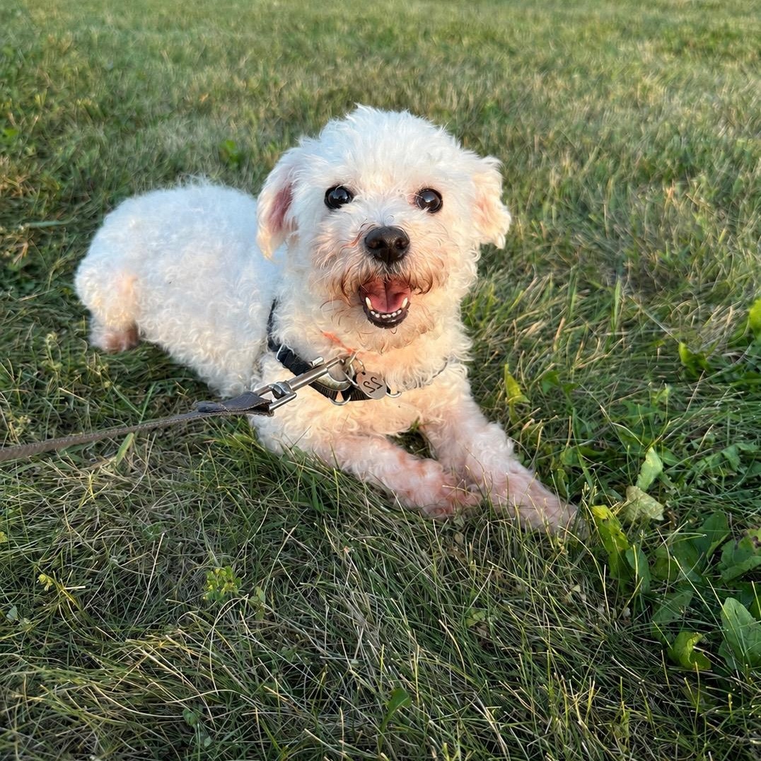 Enlarge Alva, a ADOPTABLE Maltese in Hartland, WI image 2/6