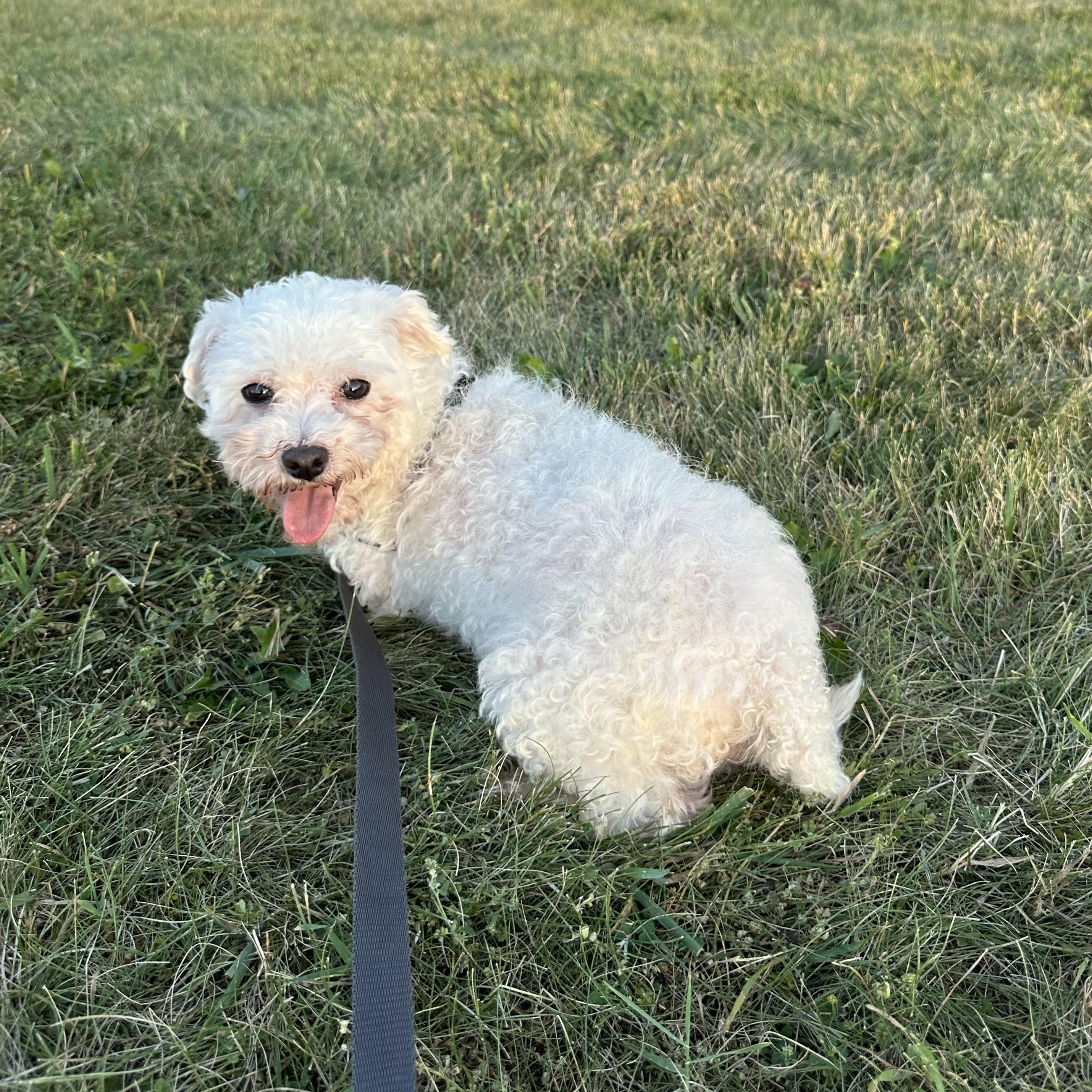 Enlarge Alva, a ADOPTABLE Maltese in Hartland, WI image 5/6