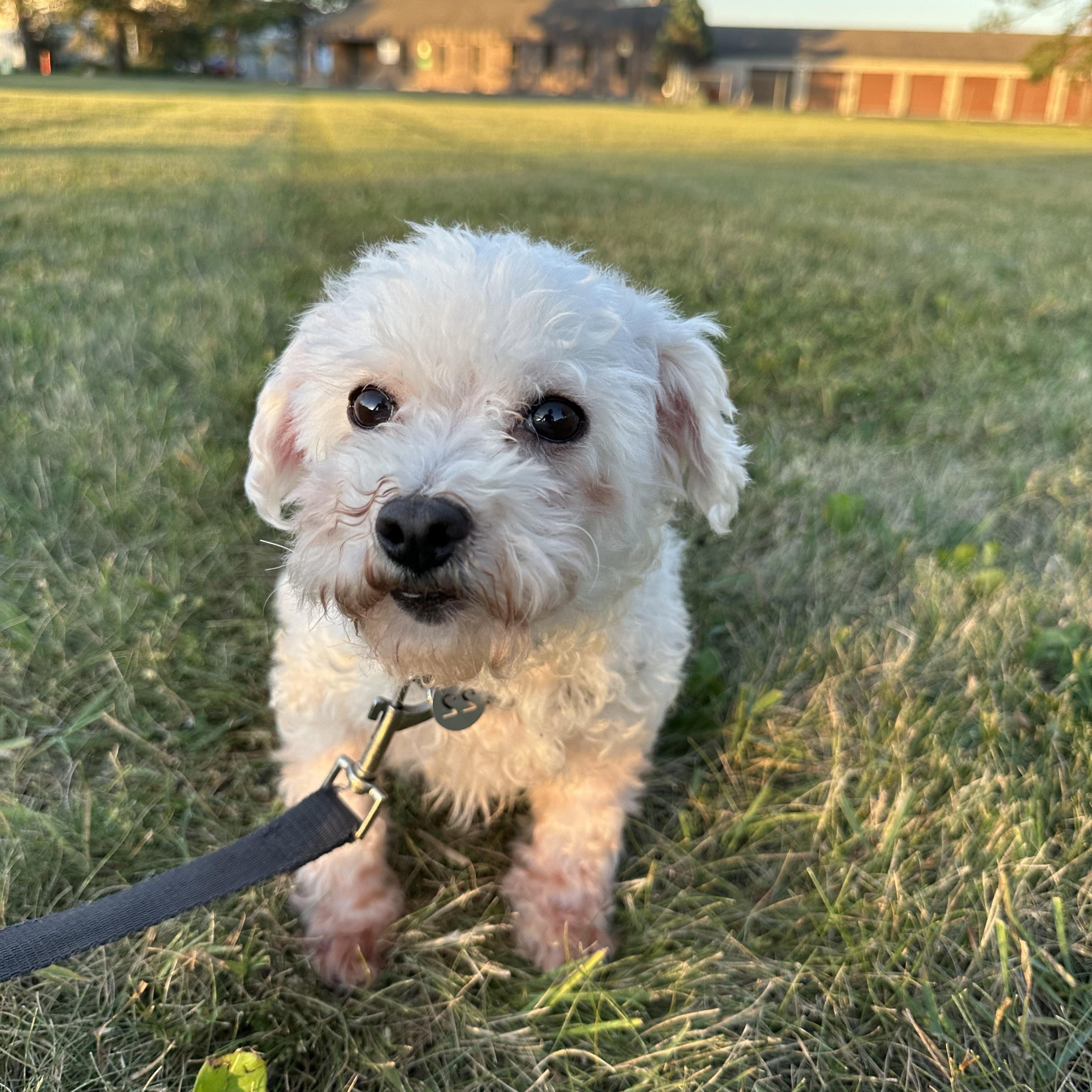 Enlarge Alva, a ADOPTABLE Maltese in Hartland, WI image 3/6