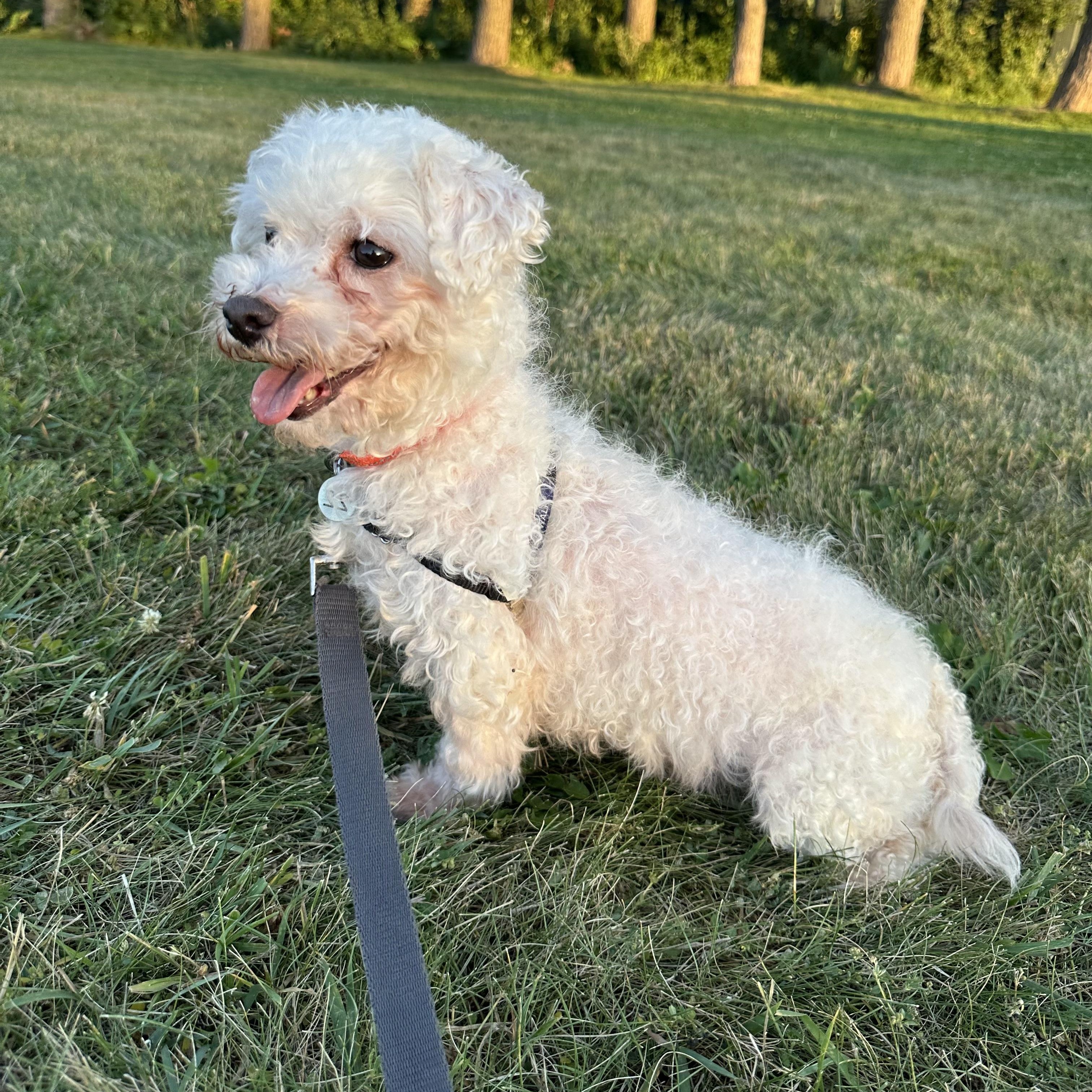 Enlarge Alva, a ADOPTABLE Maltese in Hartland, WI image 4/6