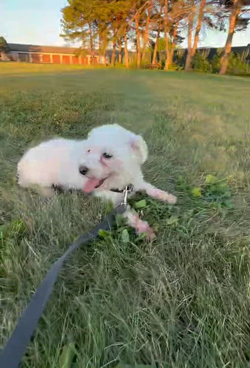 Enlarge Alva, a ADOPTABLE Maltese in Hartland, WI video 6/6