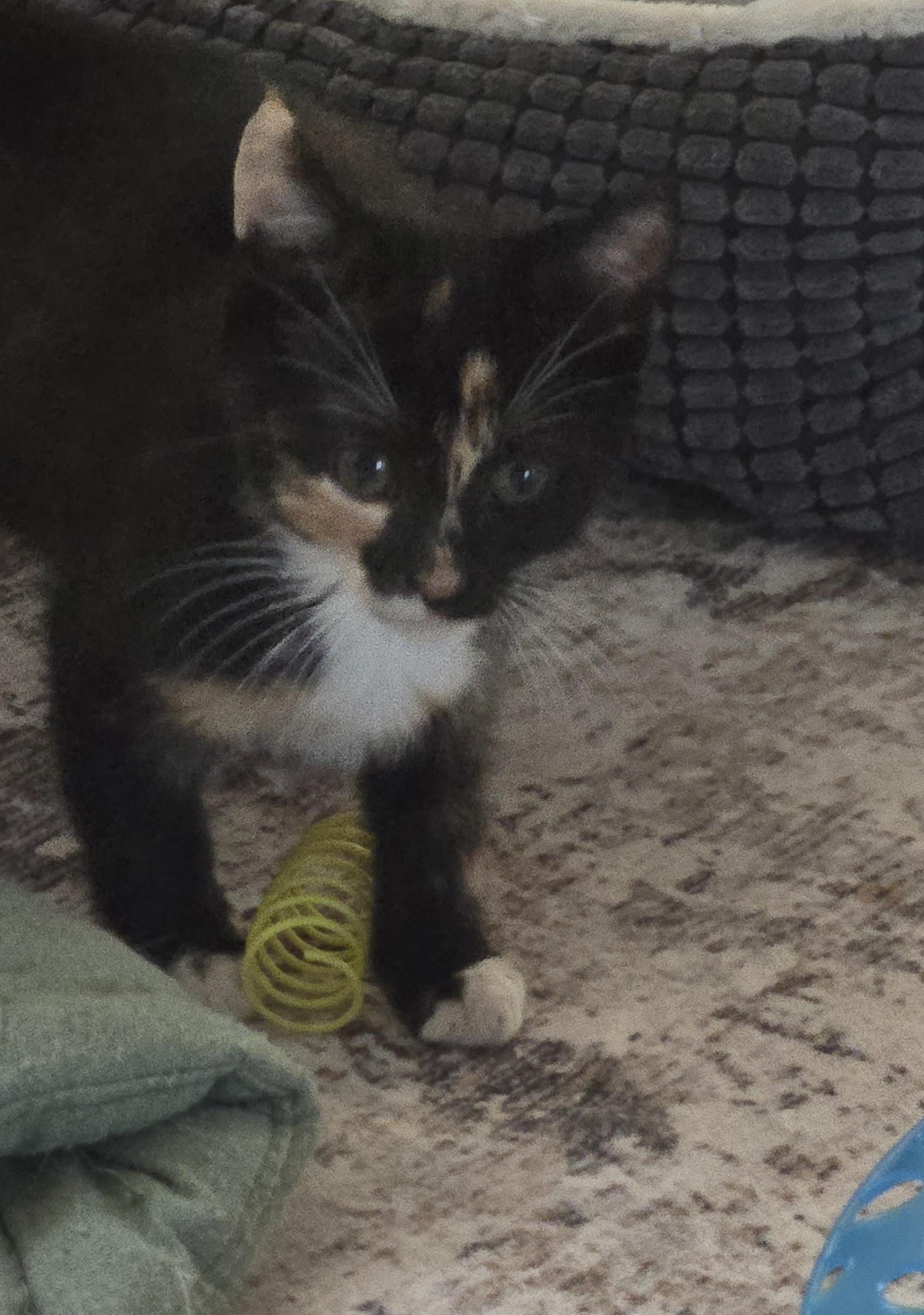 Wendy-KJ (bonded with Wesley), an adopted Calico in Burlington, WA image 1/2