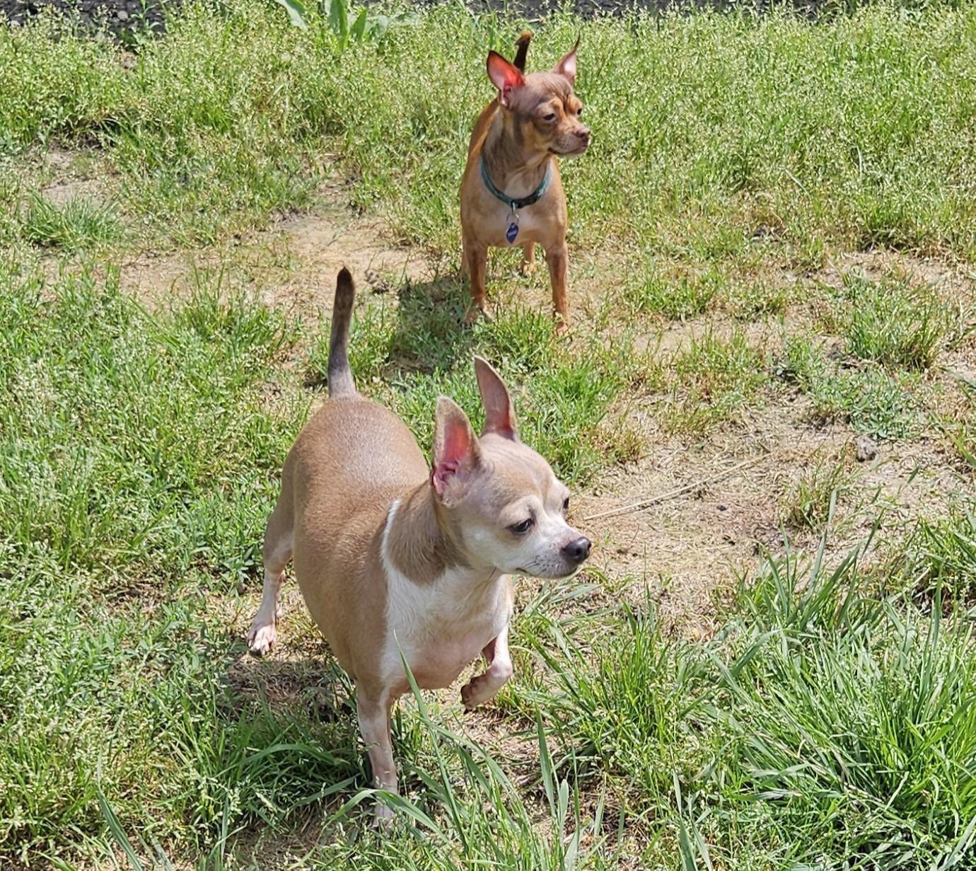 Diamond (see sibling Lil Red) bonded pair, Adoptable, Adult Female Chihuahua.
