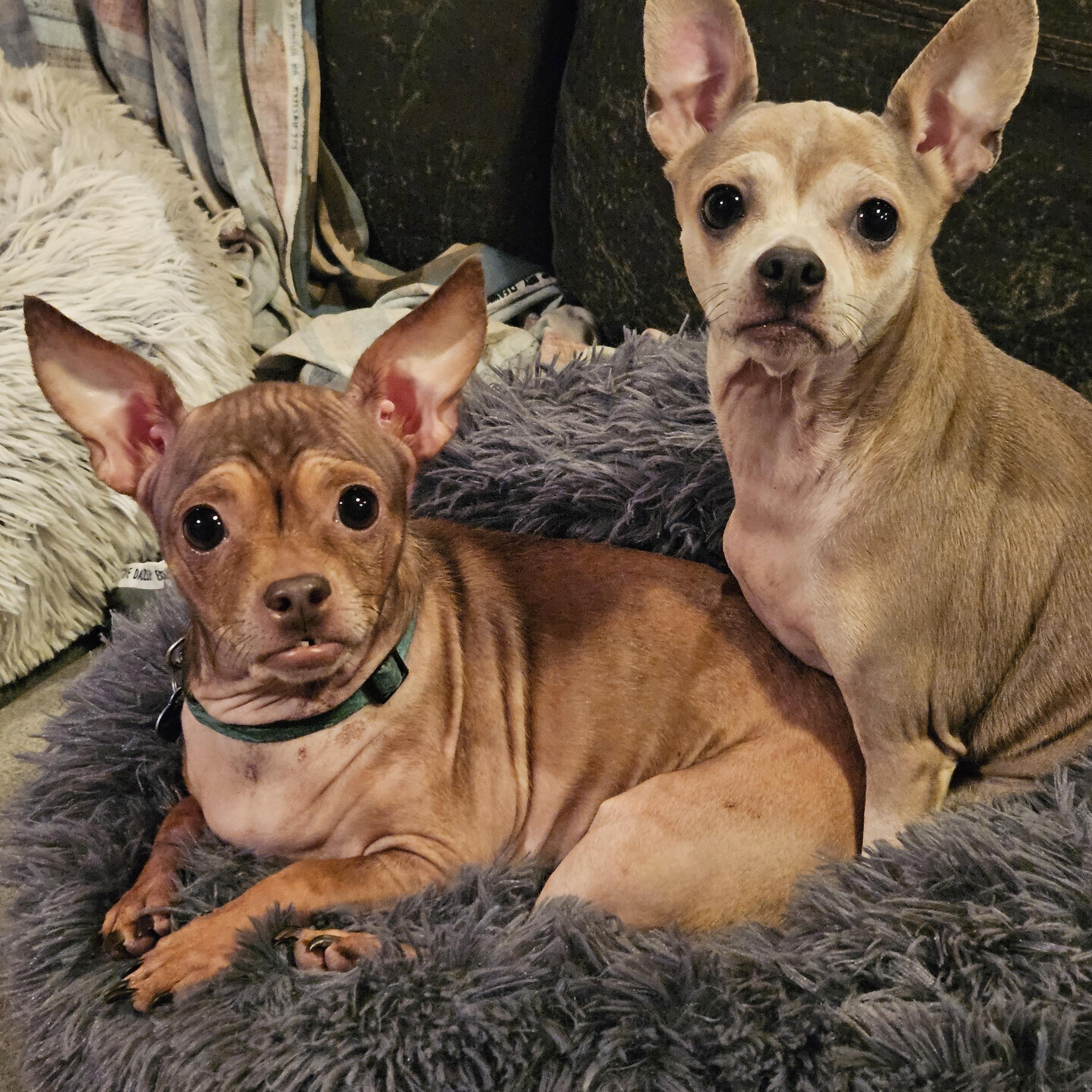 Diamond (see sibling Lil Red) bonded pair, a Adoptable Chihuahua in Lone Oak, TX image 2/4