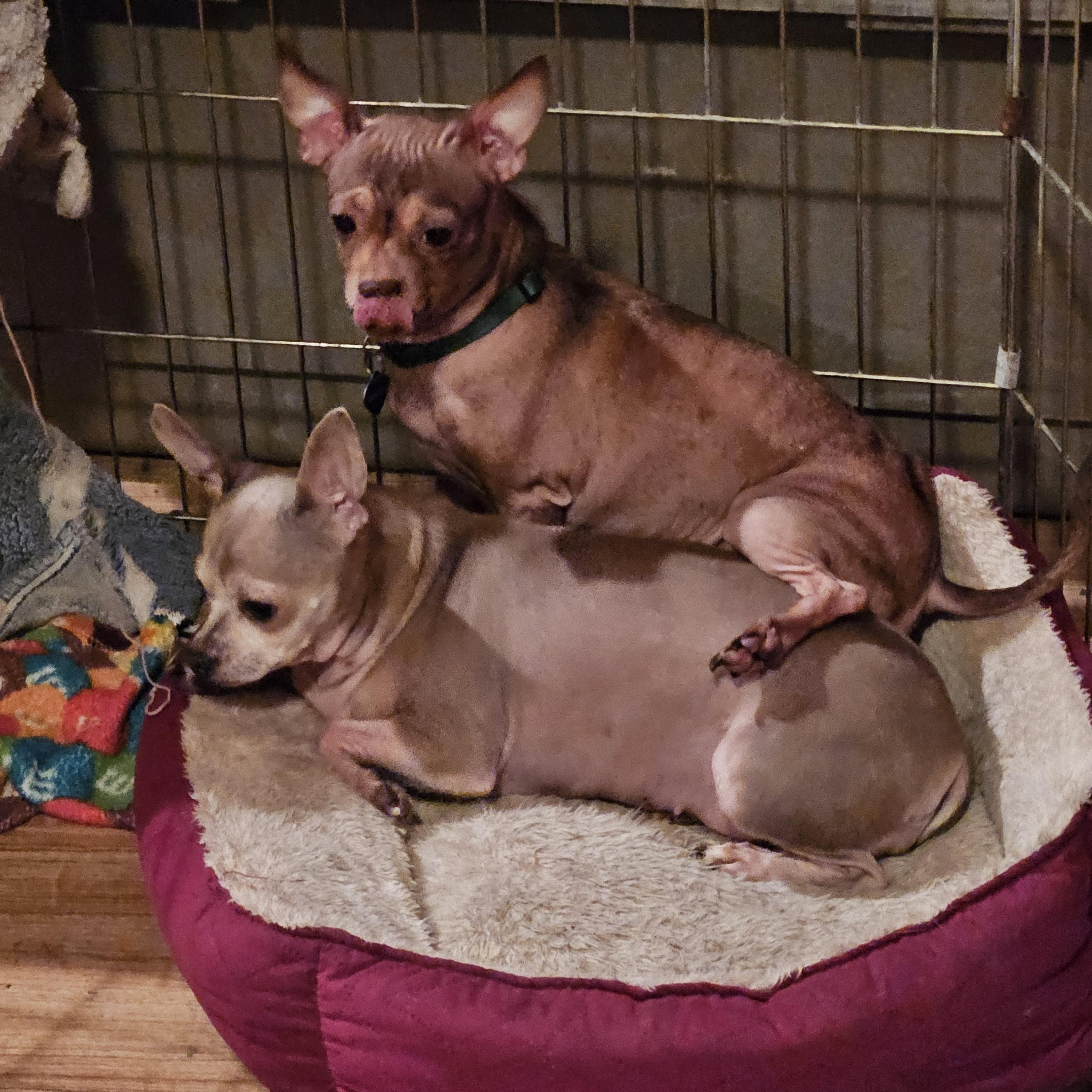 Diamond (see sibling Lil Red) bonded pair, a Adoptable Chihuahua in Lone Oak, TX image 3/4