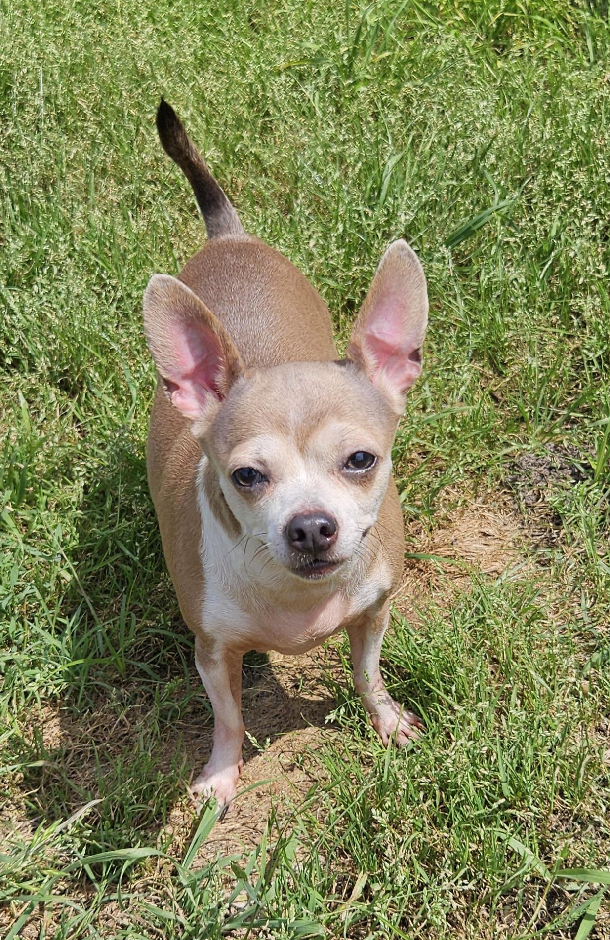 Diamond (see sibling Lil Red) bonded pair, a Adoptable Chihuahua in Lone Oak, TX image 4/4