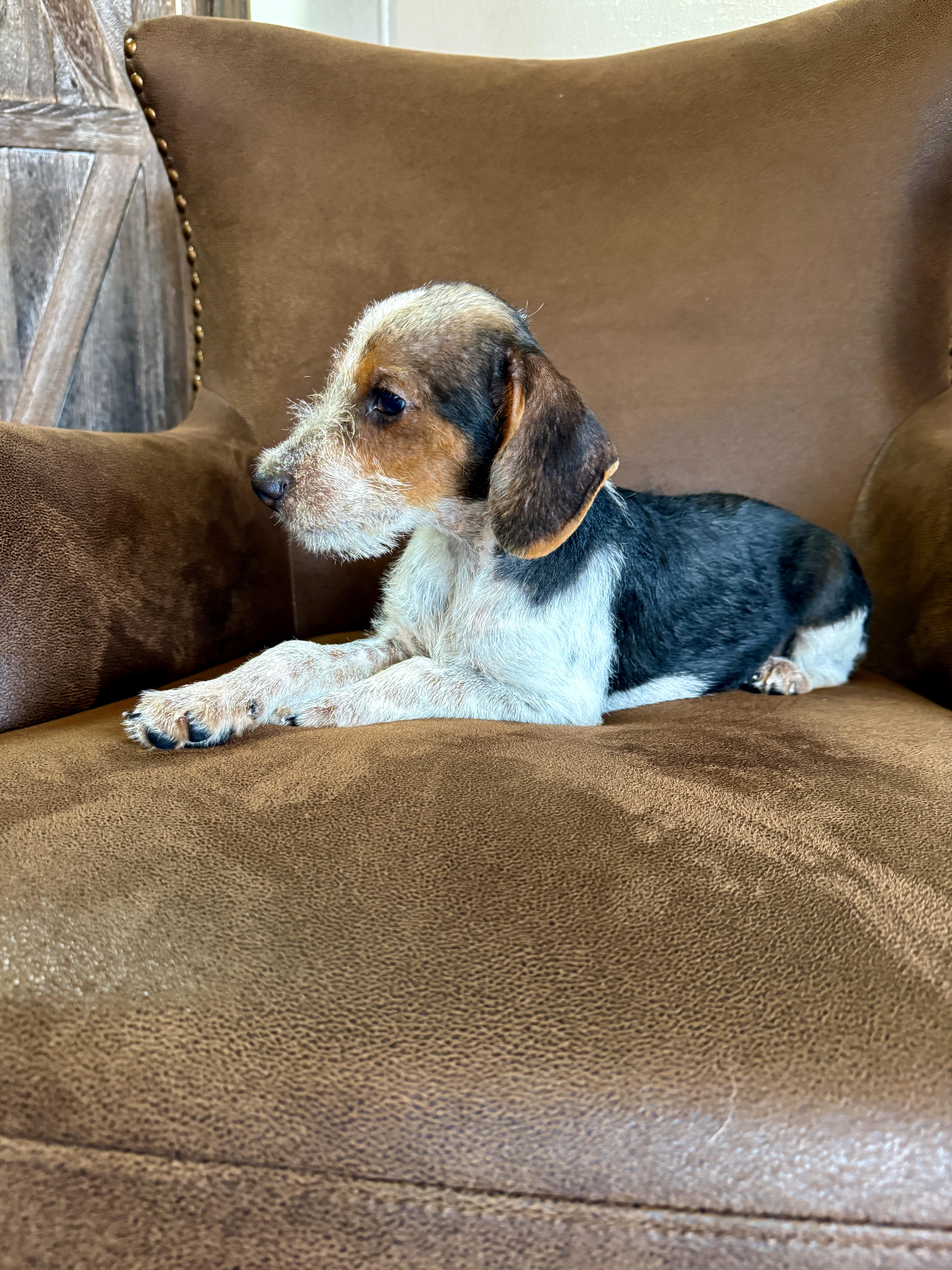 Snoop, a ADOPTABLE mixed breed in Hustisford , WI image 2/4