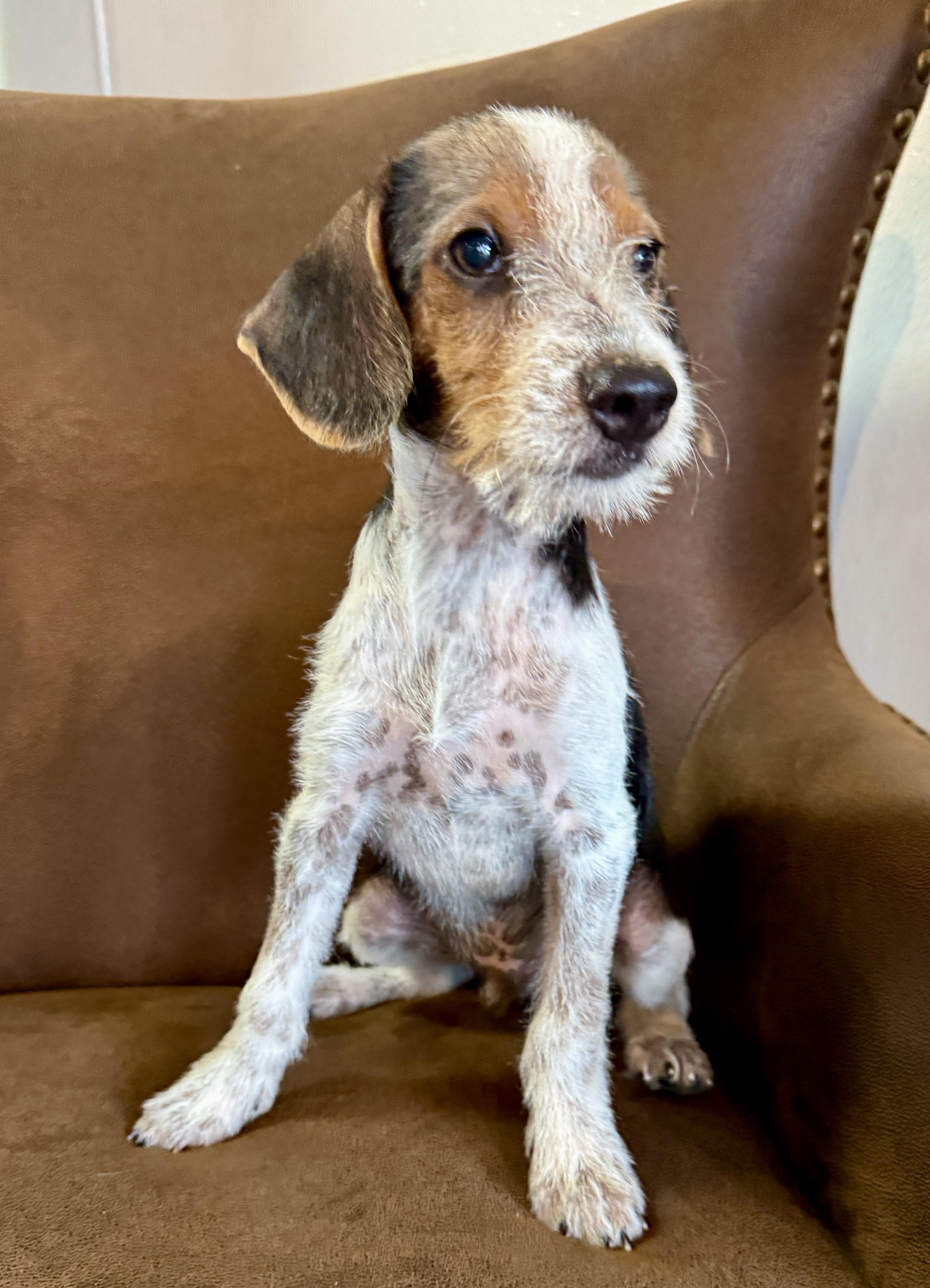 Snoop, ADOPTABLE, Puppy Male Miniature Schnauzer & Fox Terrier.