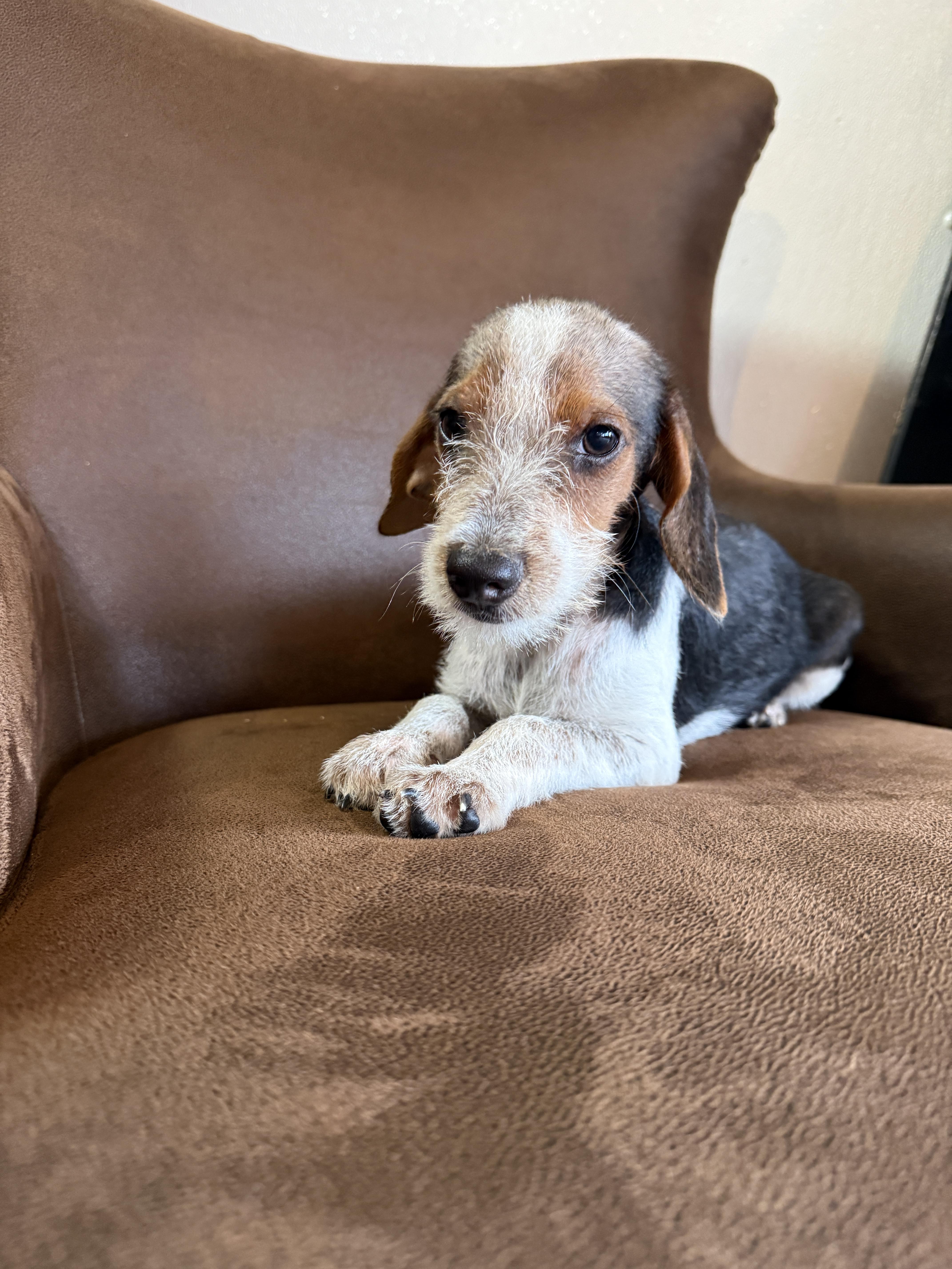 Snoop, a ADOPTABLE mixed breed in Hustisford , WI image 4/4