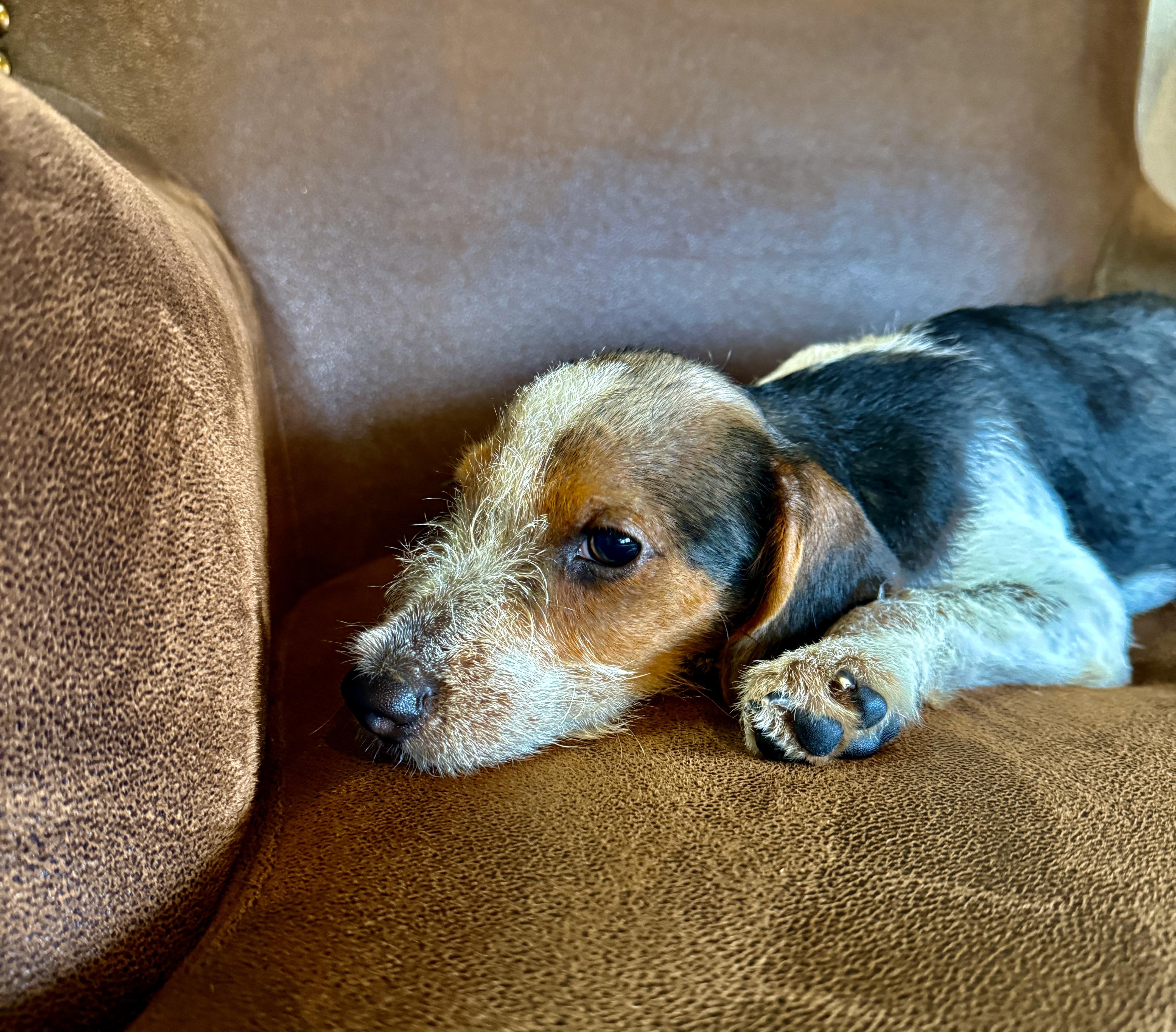 Snoop, a ADOPTABLE mixed breed in Hustisford , WI image 3/4