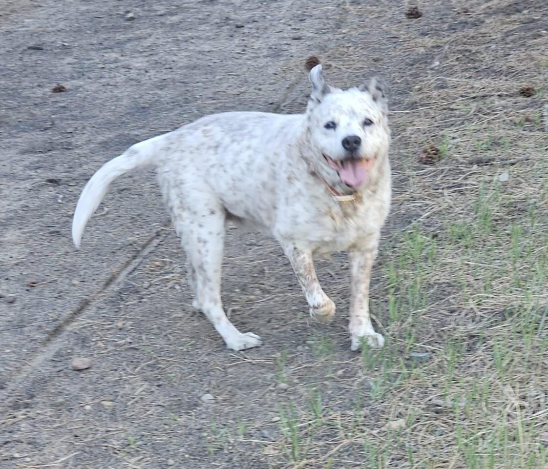 Blu, a ADOPTABLE Australian Cattle Dog / Blue Heeler in Newcastle, WY image 3/3