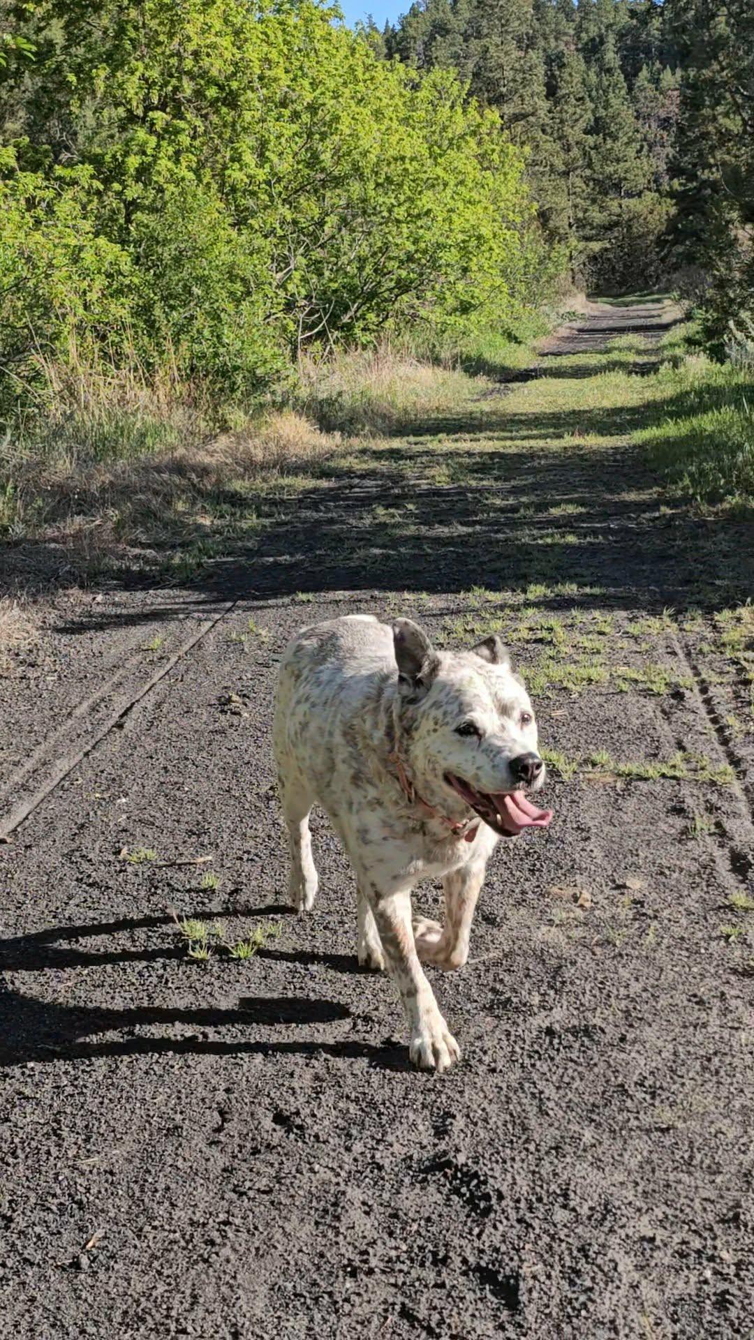 Blu, a ADOPTABLE Australian Cattle Dog / Blue Heeler in Newcastle, WY image 2/3