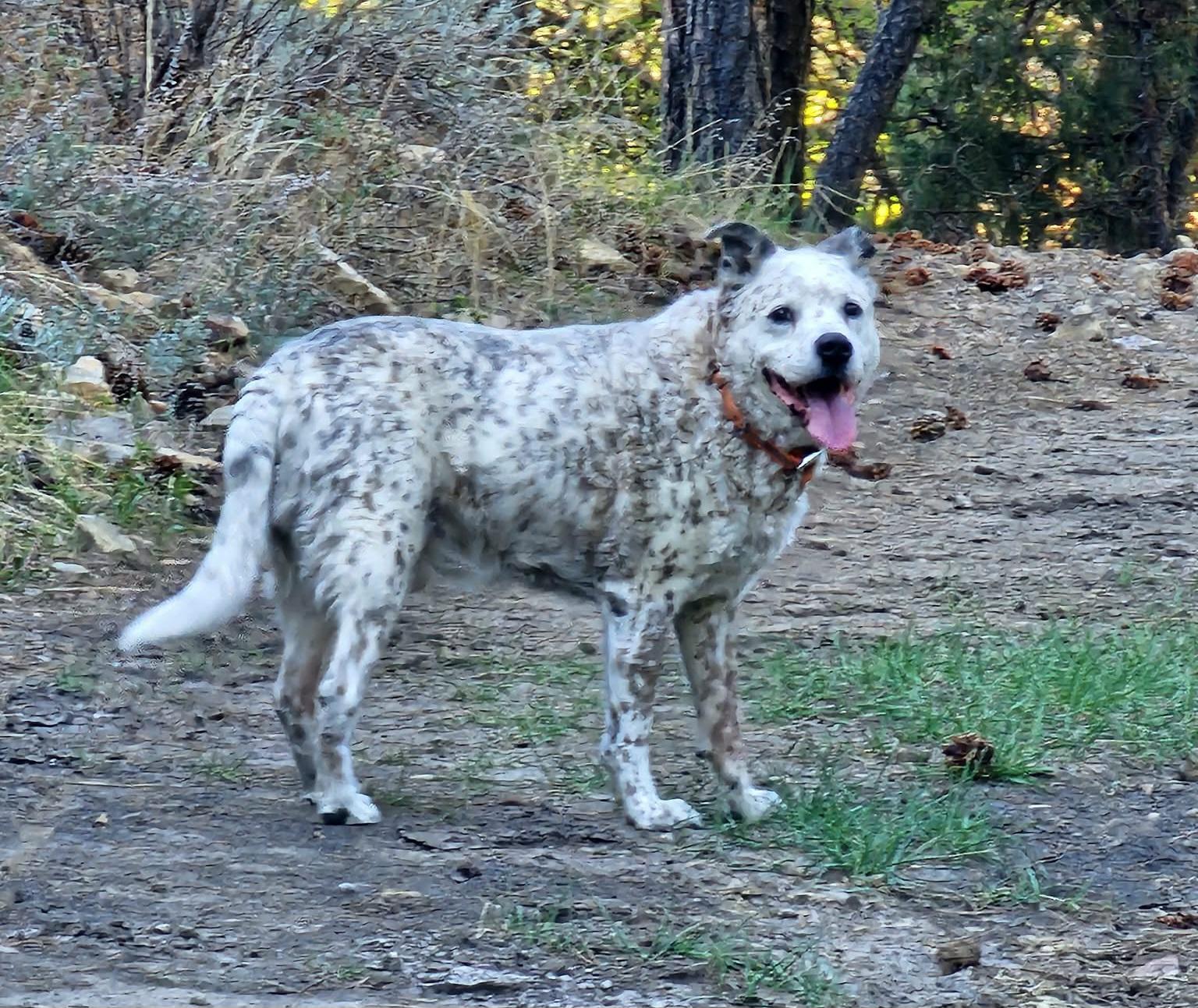 Blu, a ADOPTABLE Australian Cattle Dog / Blue Heeler in Newcastle, WY image 1/3