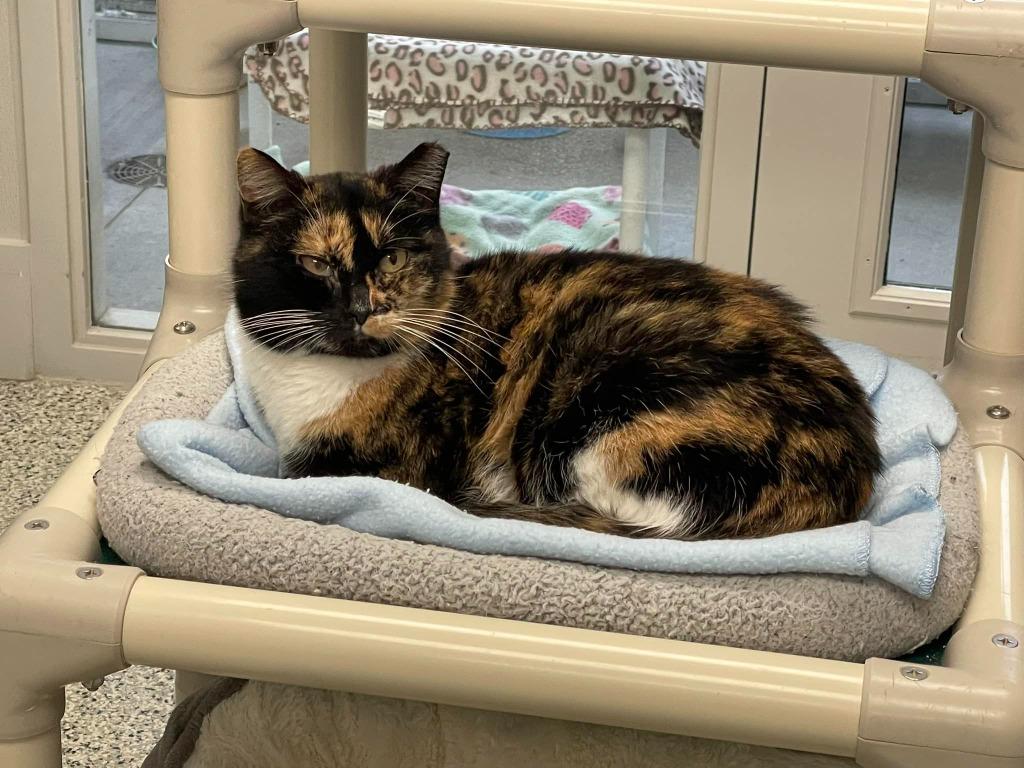 AGATHA, Adoptable, Adult Female Calico.