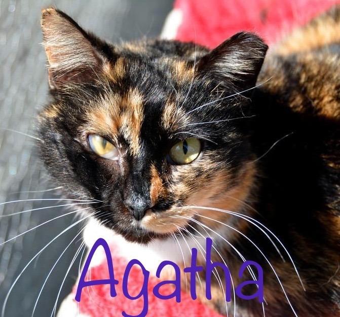 Enlarge AGATHA, a Adoptable Calico in New Bern, NC image 3/4